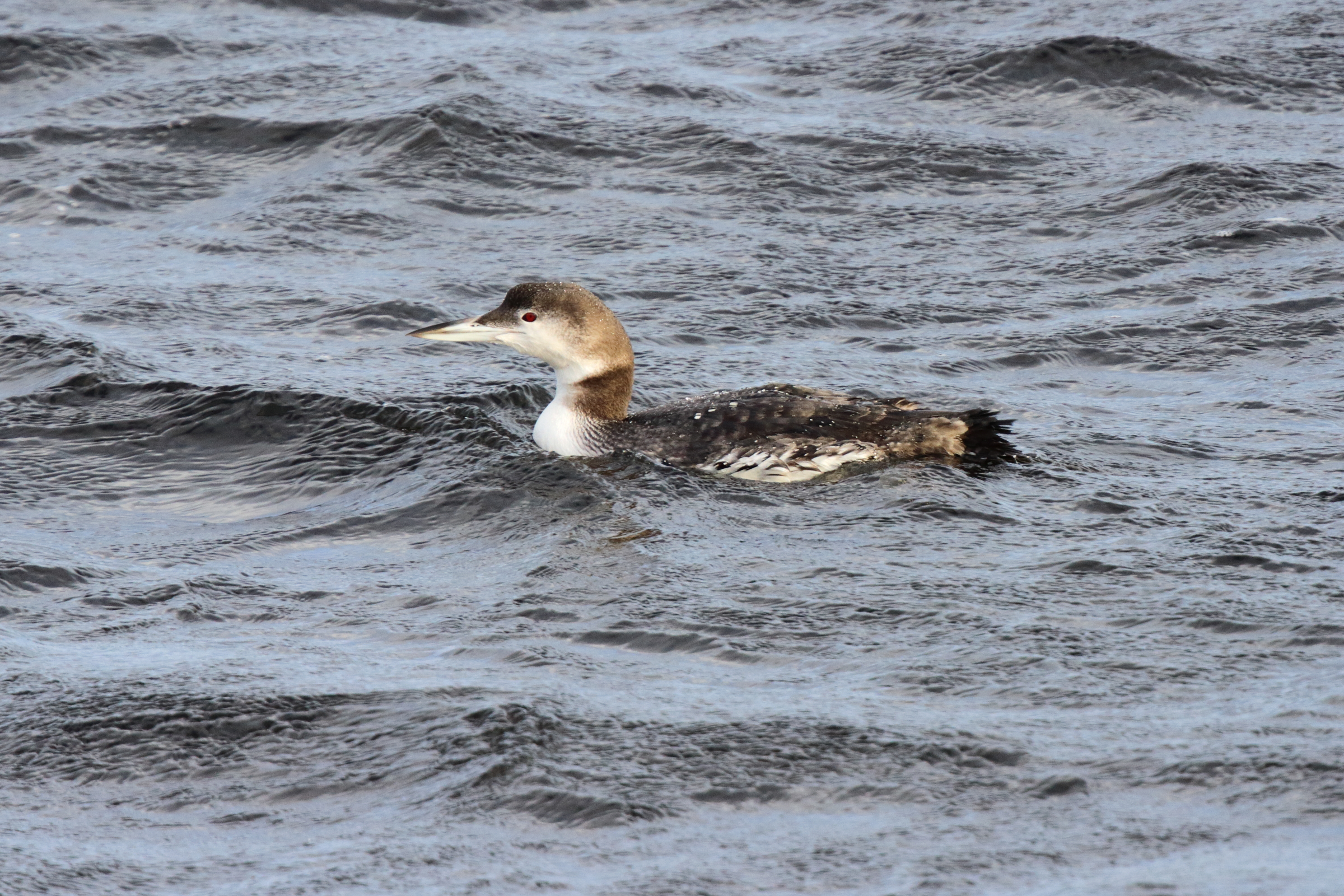 Great Northern Diver. Co. Sligo, Ireland, 22 January 2016 © Neil G. Morris.