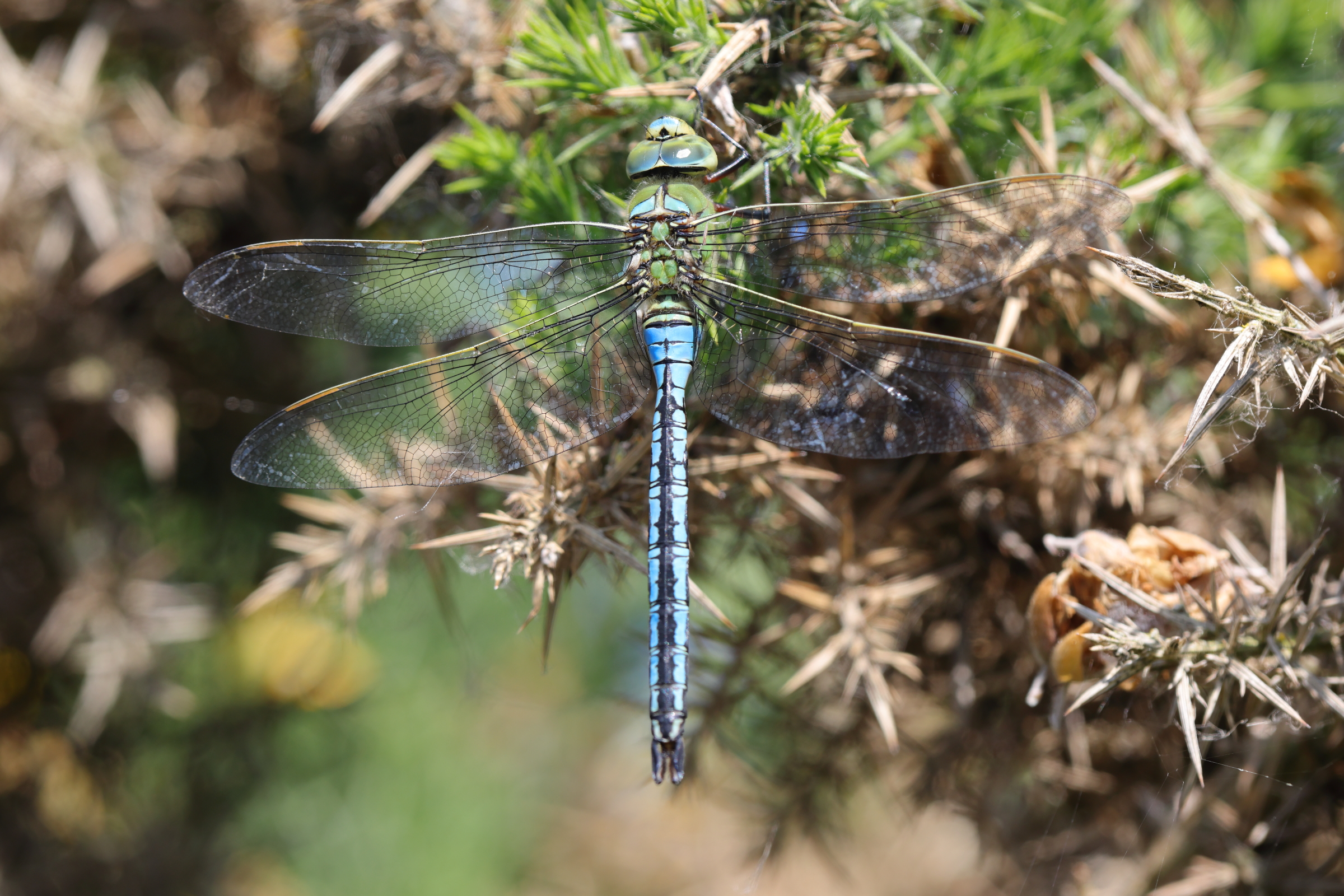 Blue Emperor. Manx BirdLife Point of Ayre National Reserve, Ellan Vannin, 31 May 2023 © Neil G. Morris.