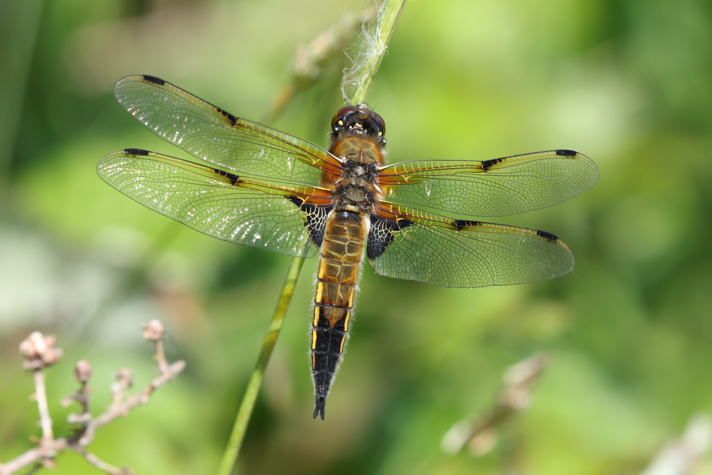 Four-spotted Chaser. Manx BirdLife Point of Ayre National Reserve, Ellan Vannin, 31 May 2023 © Neil G. Morris.