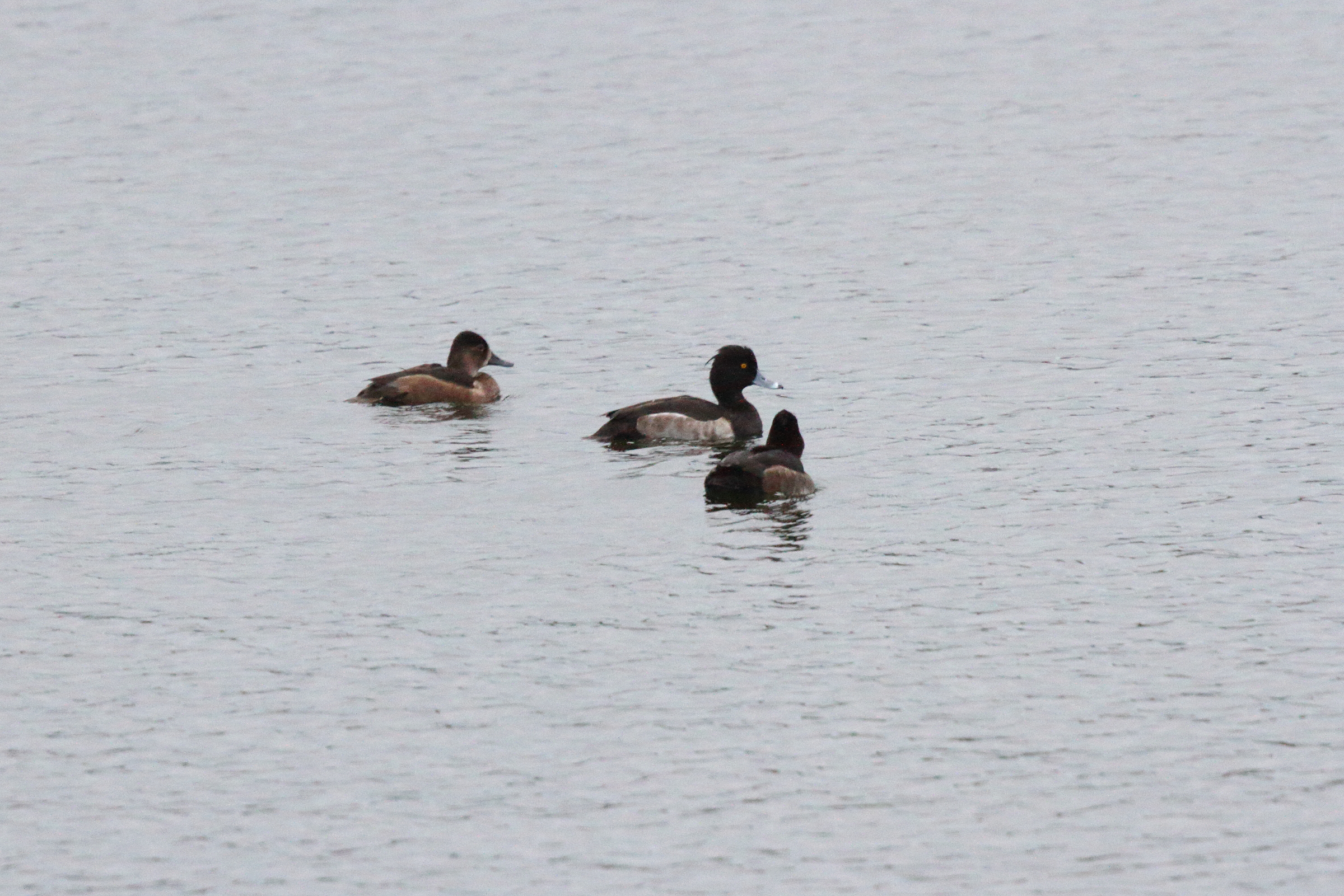 Ring-necked Duck. Drift Reservoir, Cornwall, 26 October 2014 © Neil G. Morris.