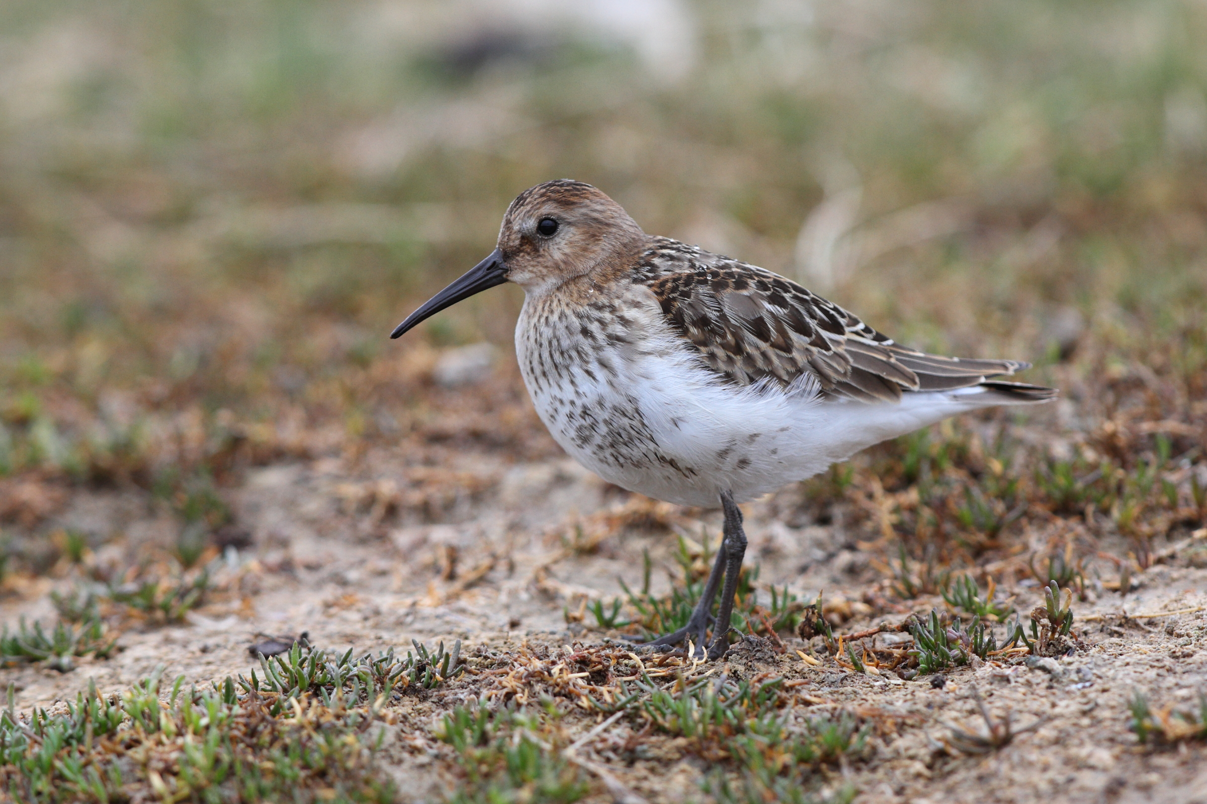 Dunlin. Cuckmere Haven, East Sussex, 06 September 2013 © Neil G. Morris.