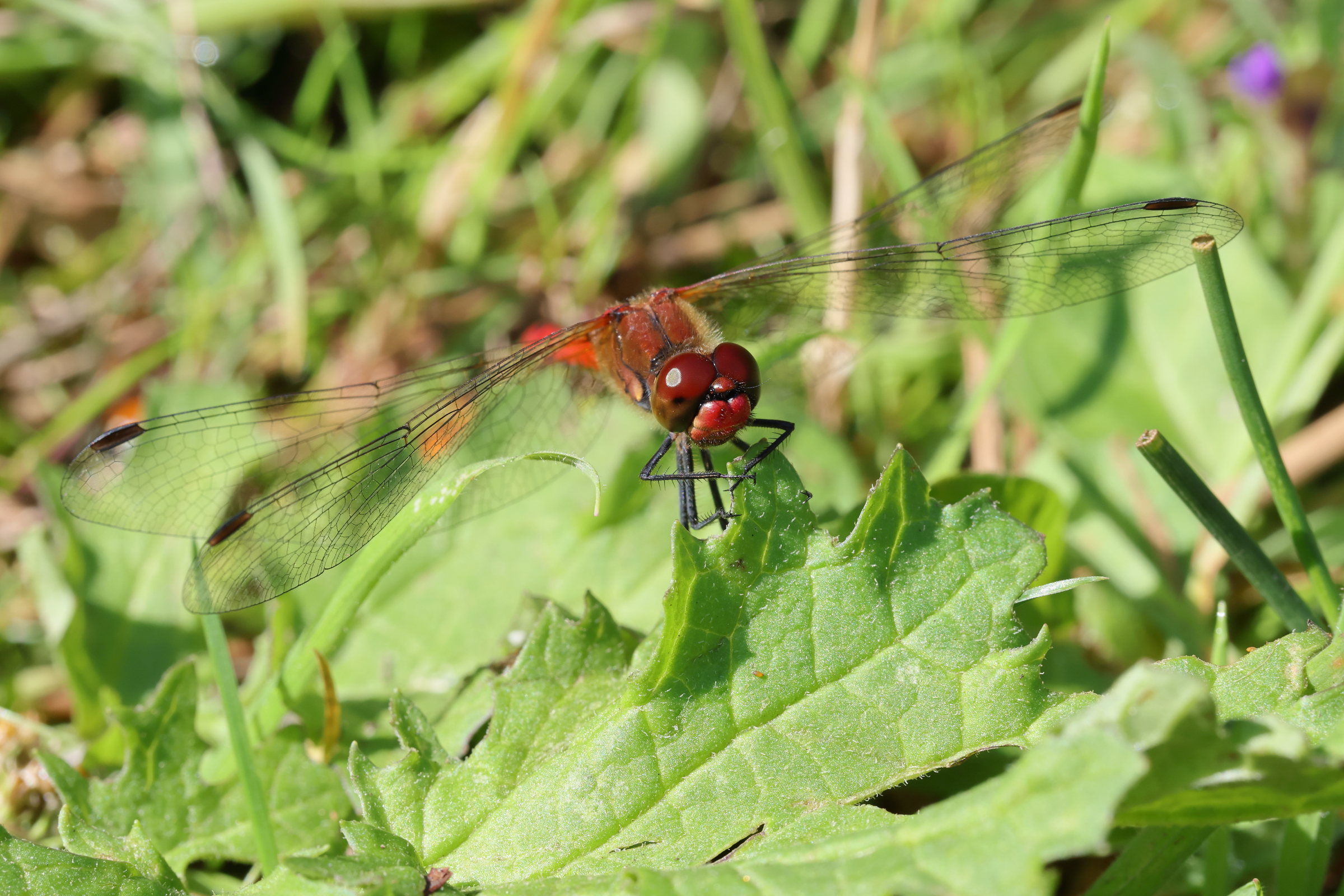 Ruddy Darter. Holt CP, Norfolk, 25 July 2025 © Neil G. Morris.