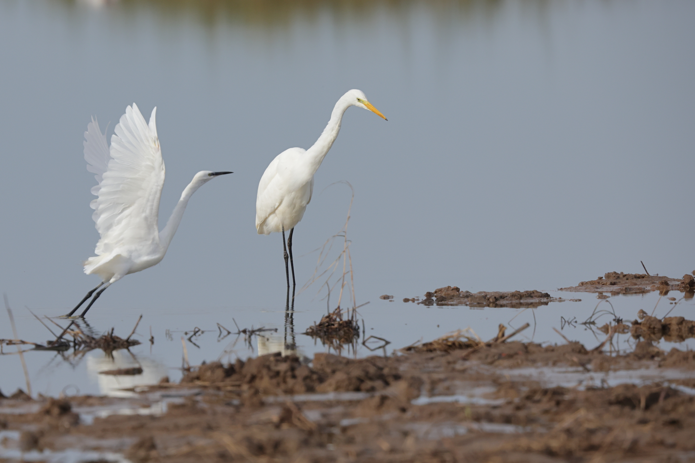 Great Egret. Frampton Marsh, Lincolnshire, 16 October 2023 © Neil G. Morris.