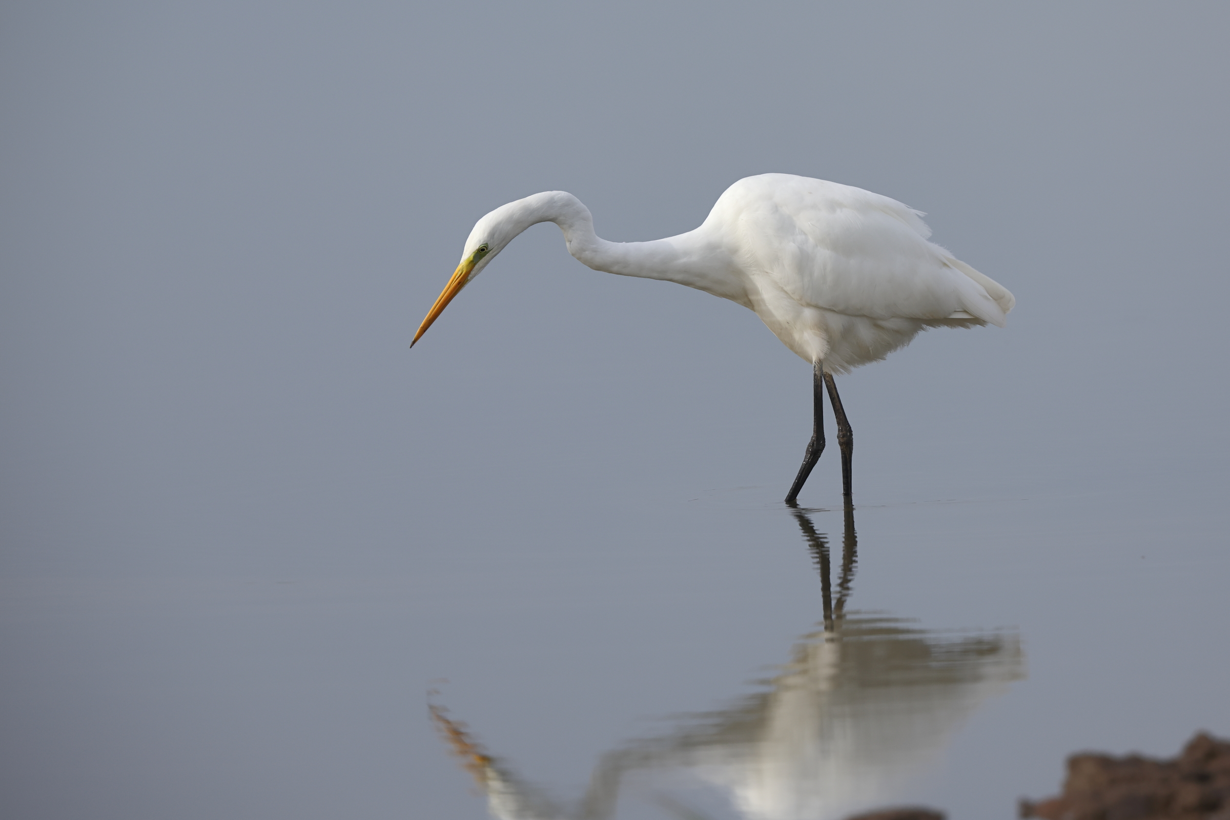 Great Egret. Frampton Marsh, Lincolnshire, 16 October 2023 © Neil G. Morris.