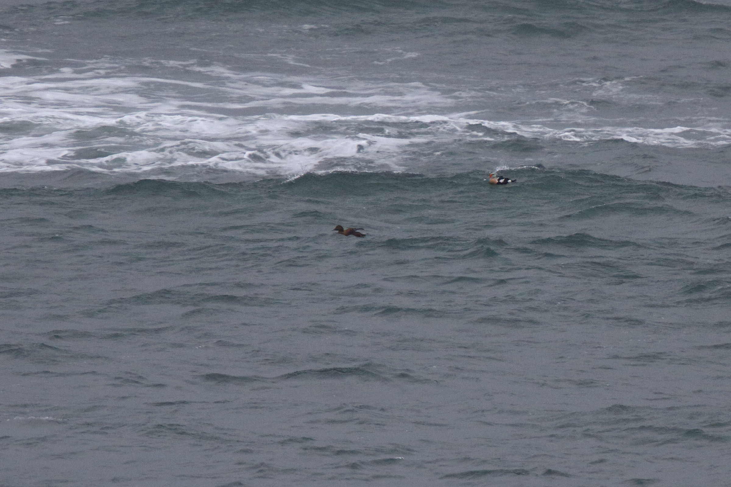 King Eider. Co. Sligo, Ireland, 24 January 2016 © Neil G. Morris.