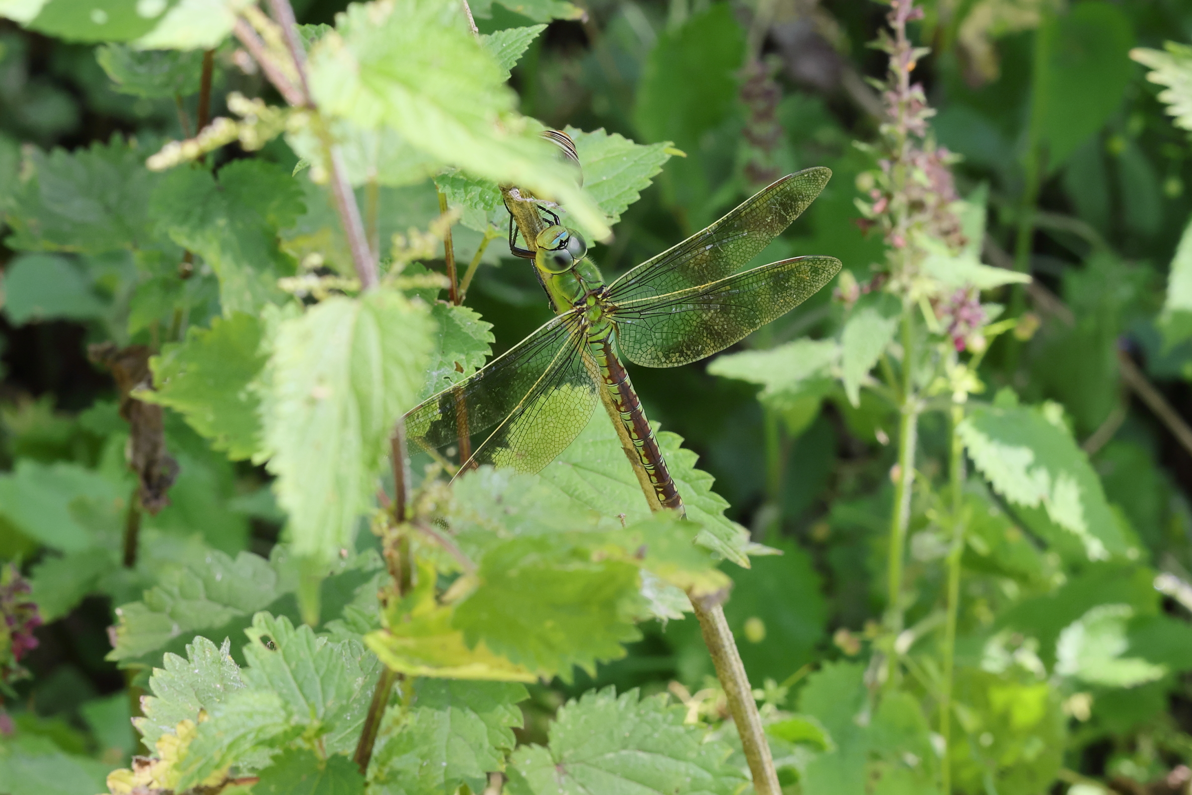 Blue Emperor. Holt CP, Norfolk, 30 June 2025 © Neil G. Morris.