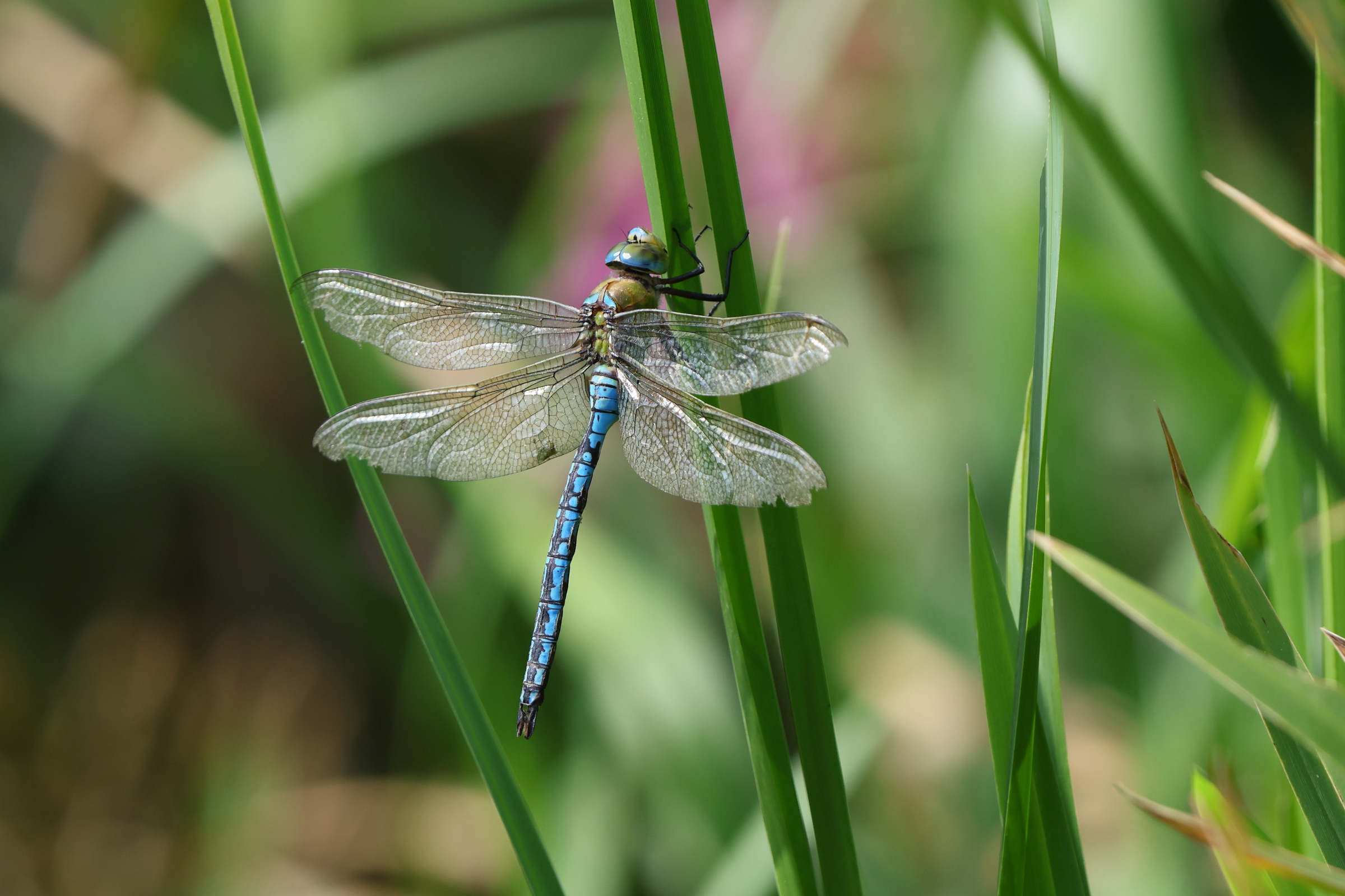 Blue Emperor. Beeston Common, Norfolk, 12 August 2025 © Neil G. Morris.