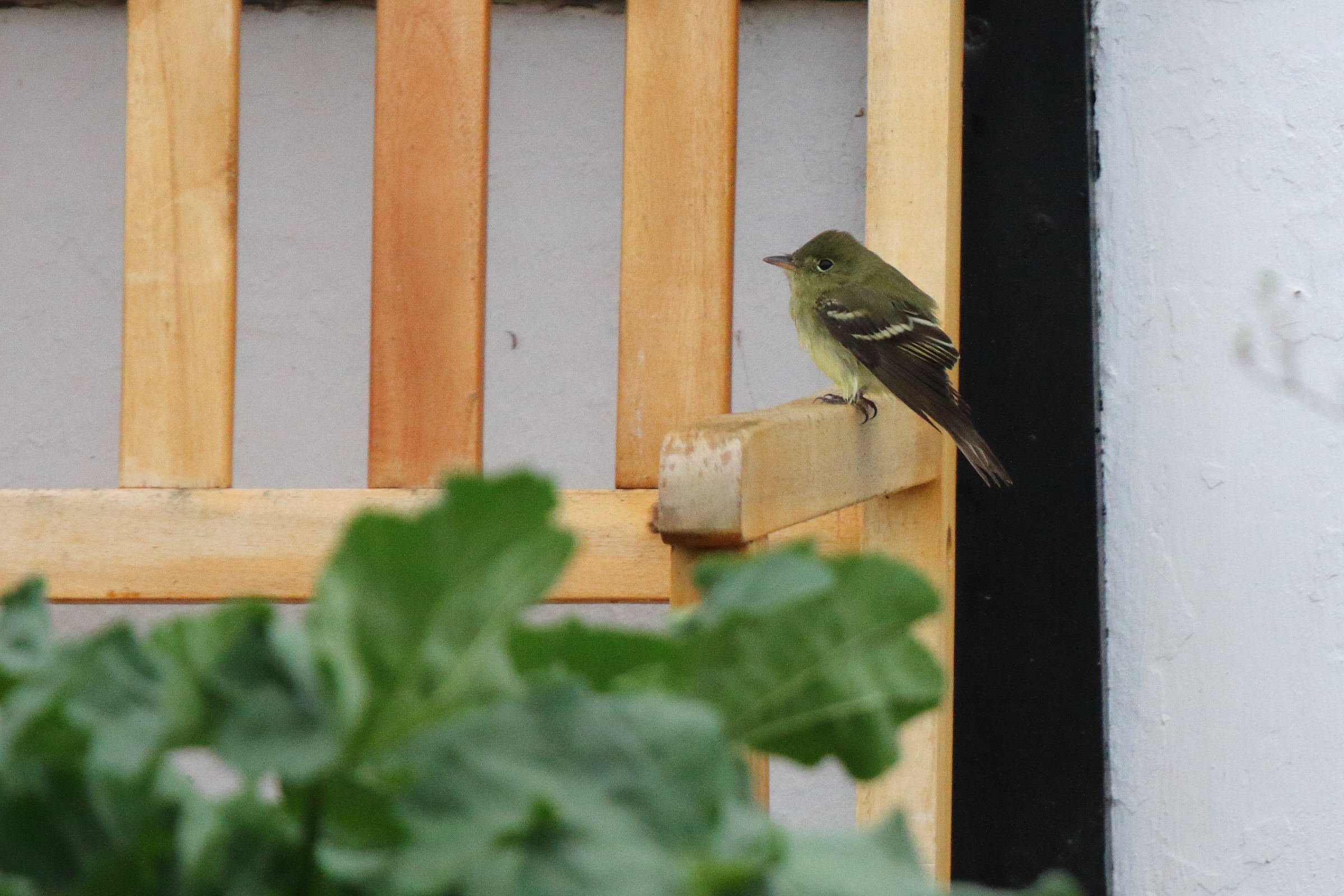 Acadian Flycatcher. Dungeness, Kent, 15 September 2022 © Neil G. Morris.
