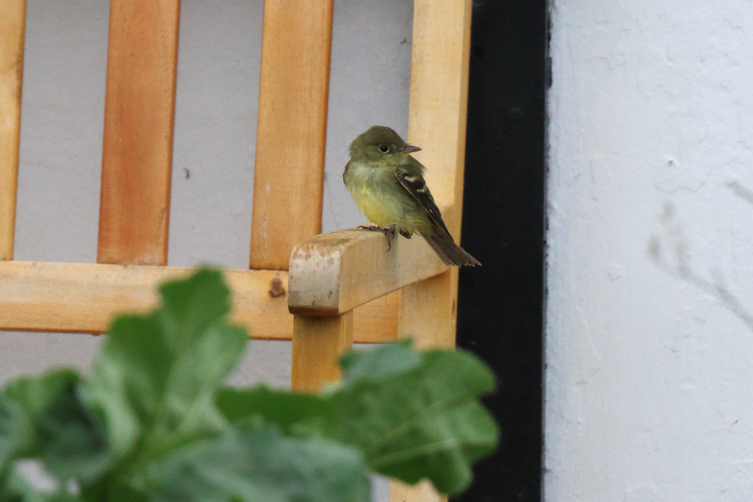Acadian Flycatcher. Dungeness, Kent, 15 September 2022 © Neil G. Morris.