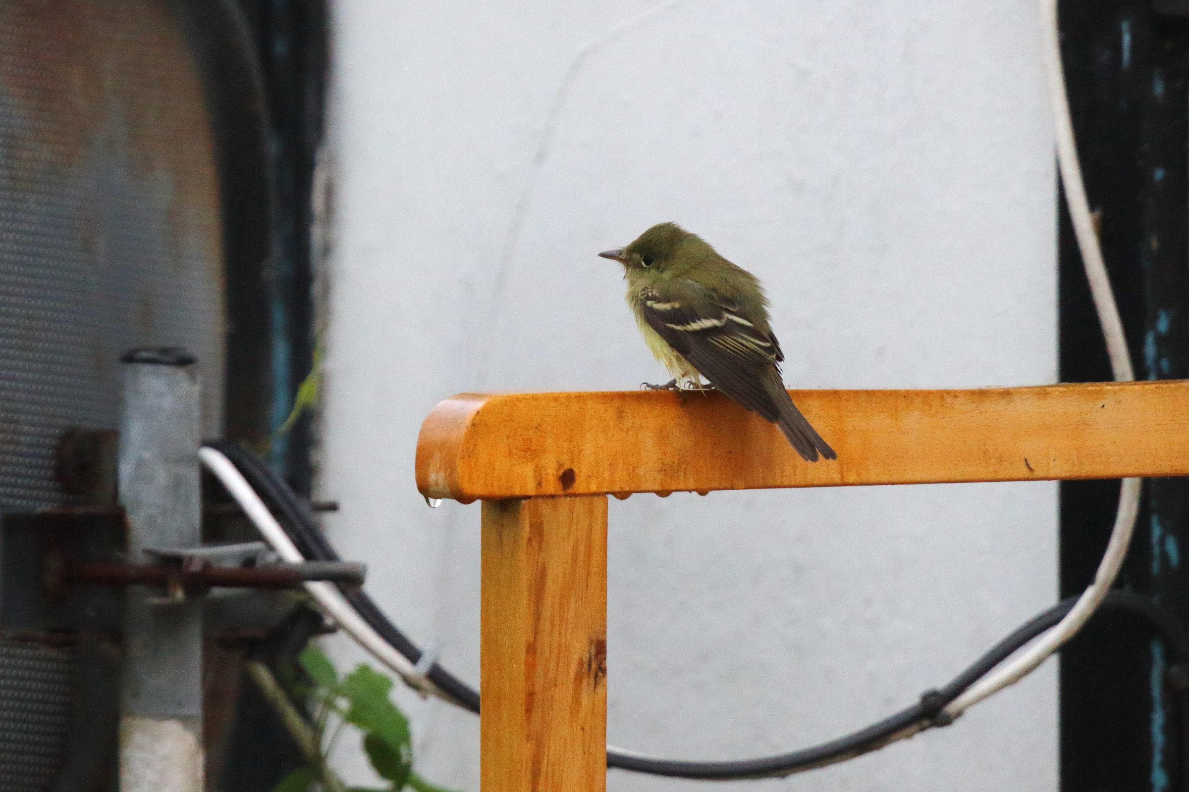 Acadian Flycatcher. Dungeness, Kent, 15 September 2022 © Neil G. Morris.