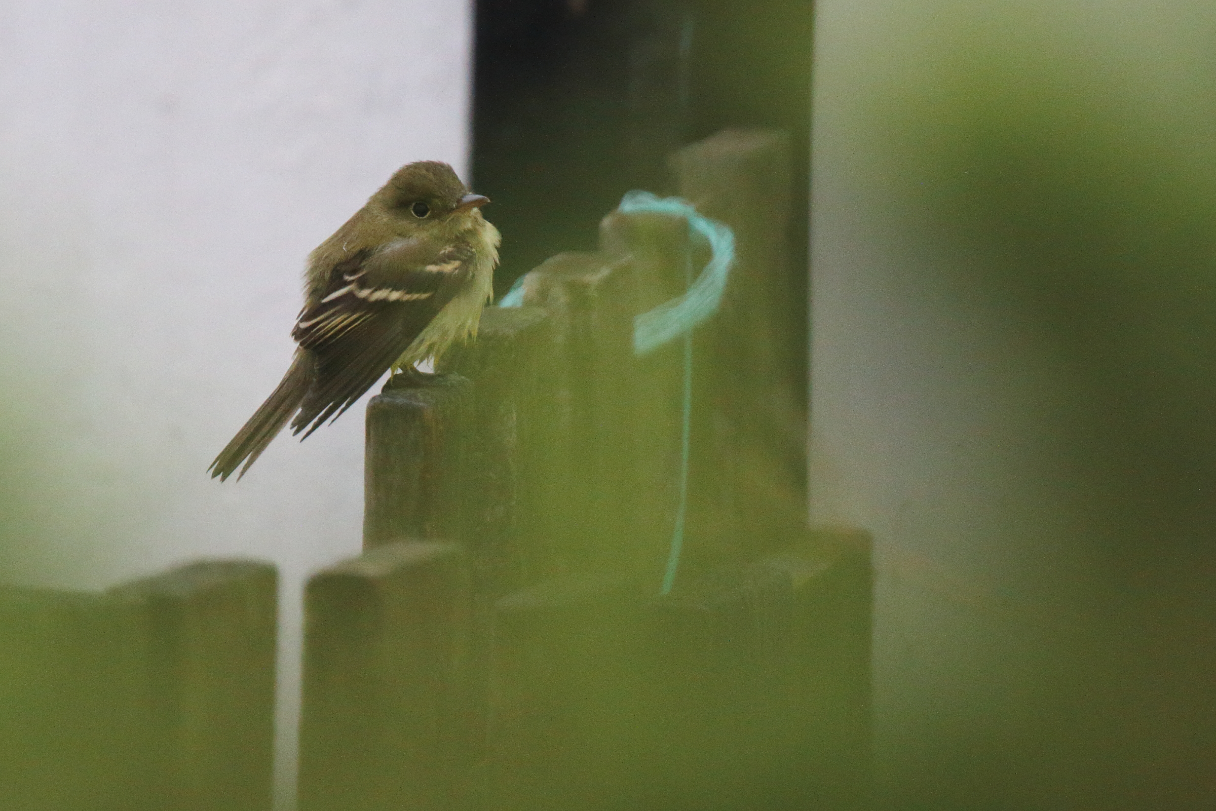 Acadian Flycatcher. Dungeness, Kent, 15 September 2022 © Neil G. Morris.