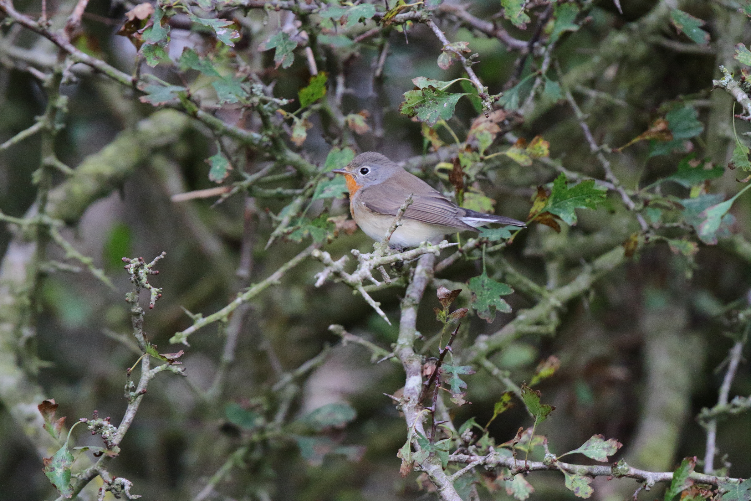 Red-breasted Flycatcher. Beachy Head, East Sussex, 21 October 2014 © Neil G. Morris.