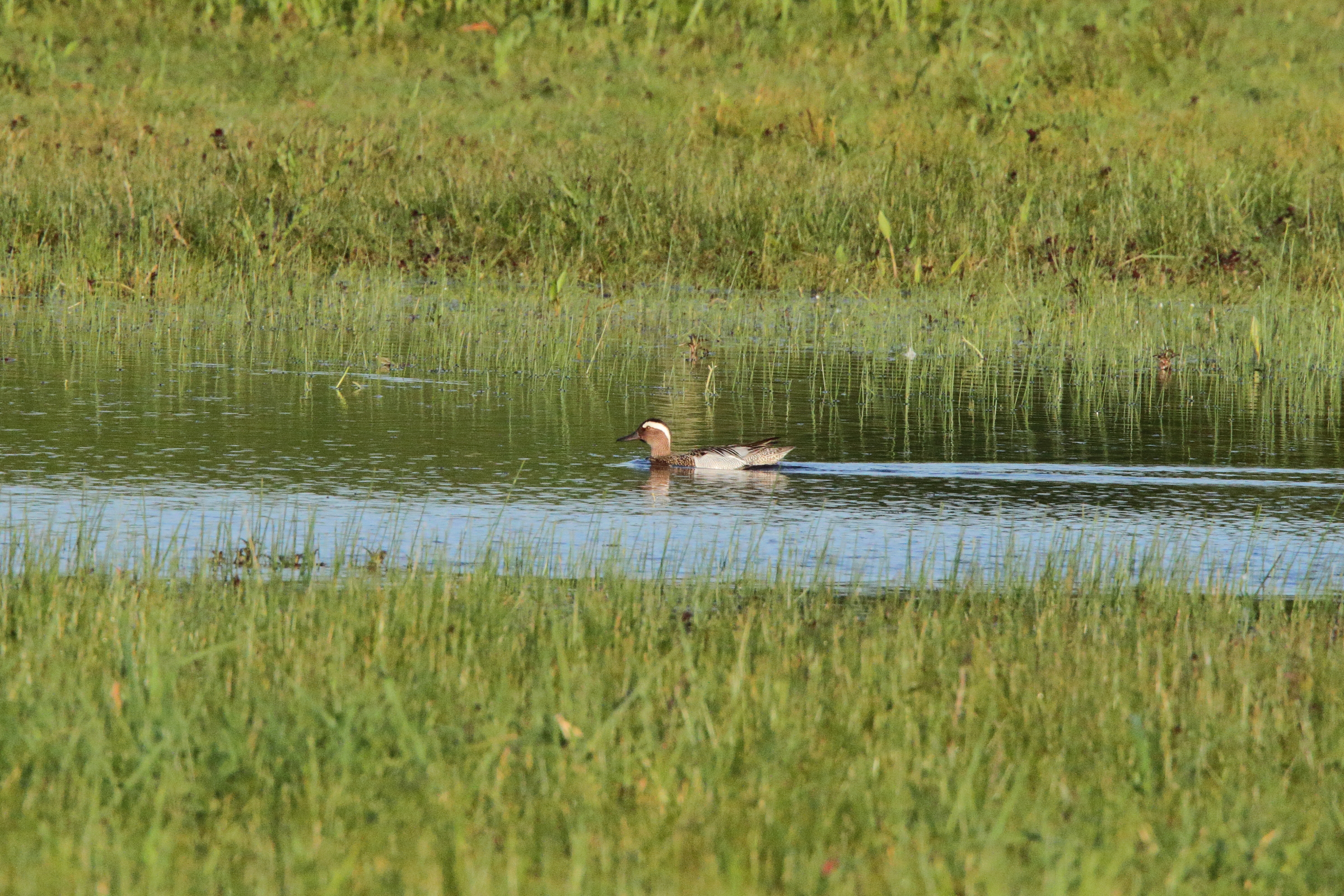 Garganey. Nene Washes, Cambridgeshire, 30 April 2010 © Neil G. Morris.