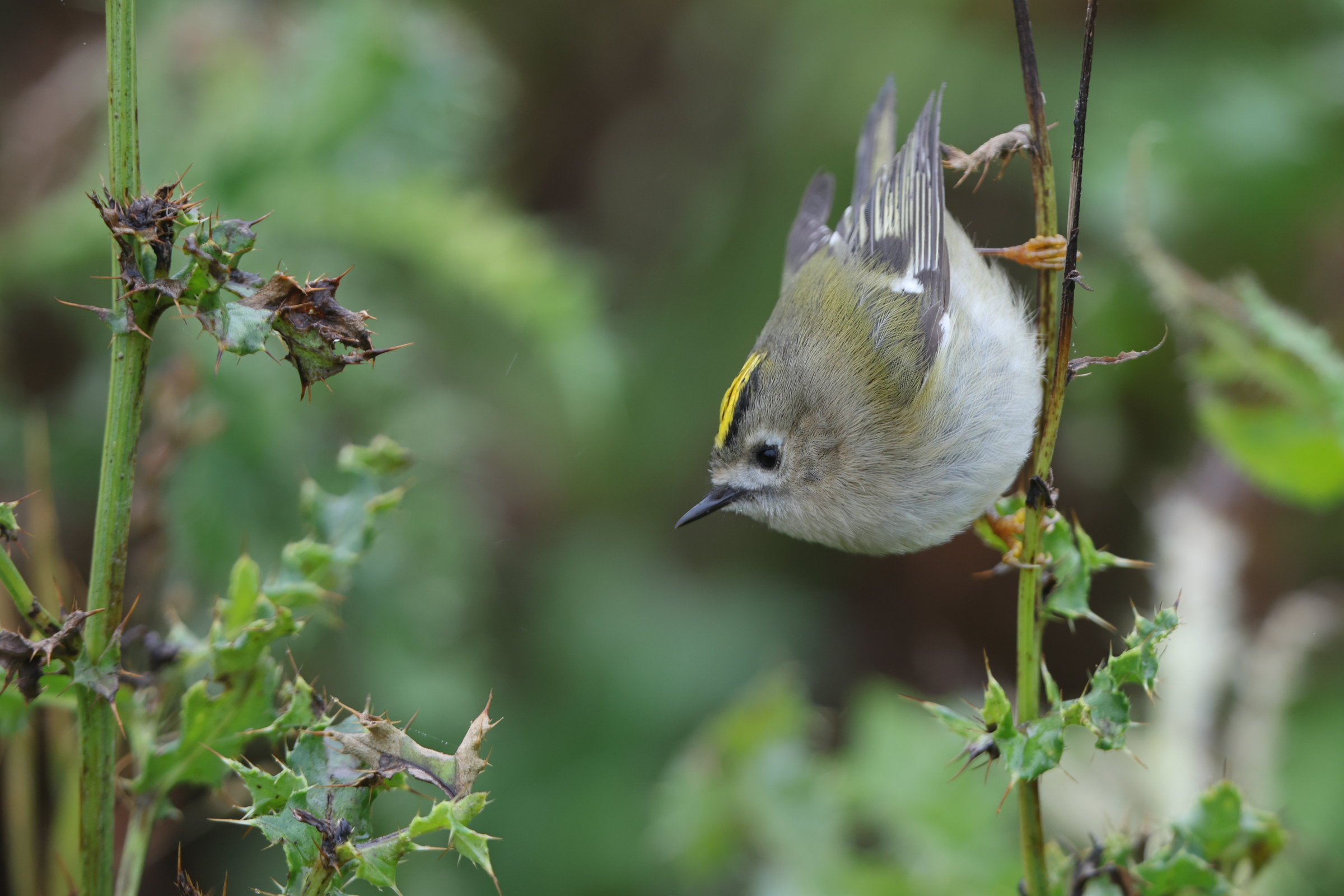 Goldcrest. Famborough Head, North Yorkshire, 28 October 2023 © Neil G. Morris.