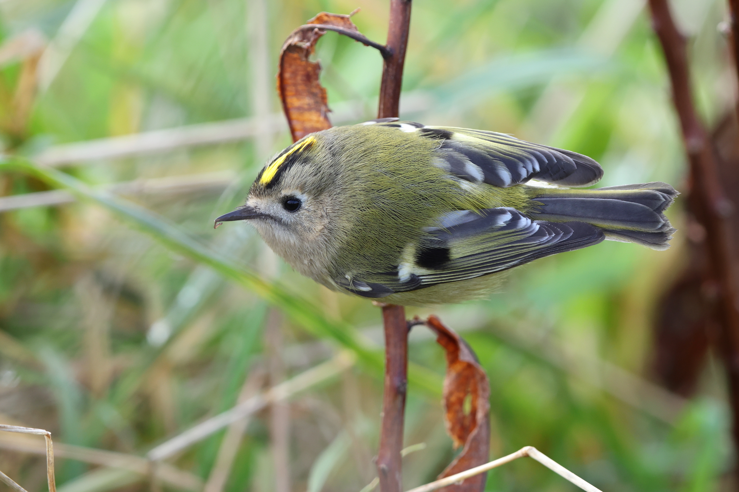 Goldcrest. Famborough Head, North Yorkshire, 28 October 2023 © Neil G. Morris.