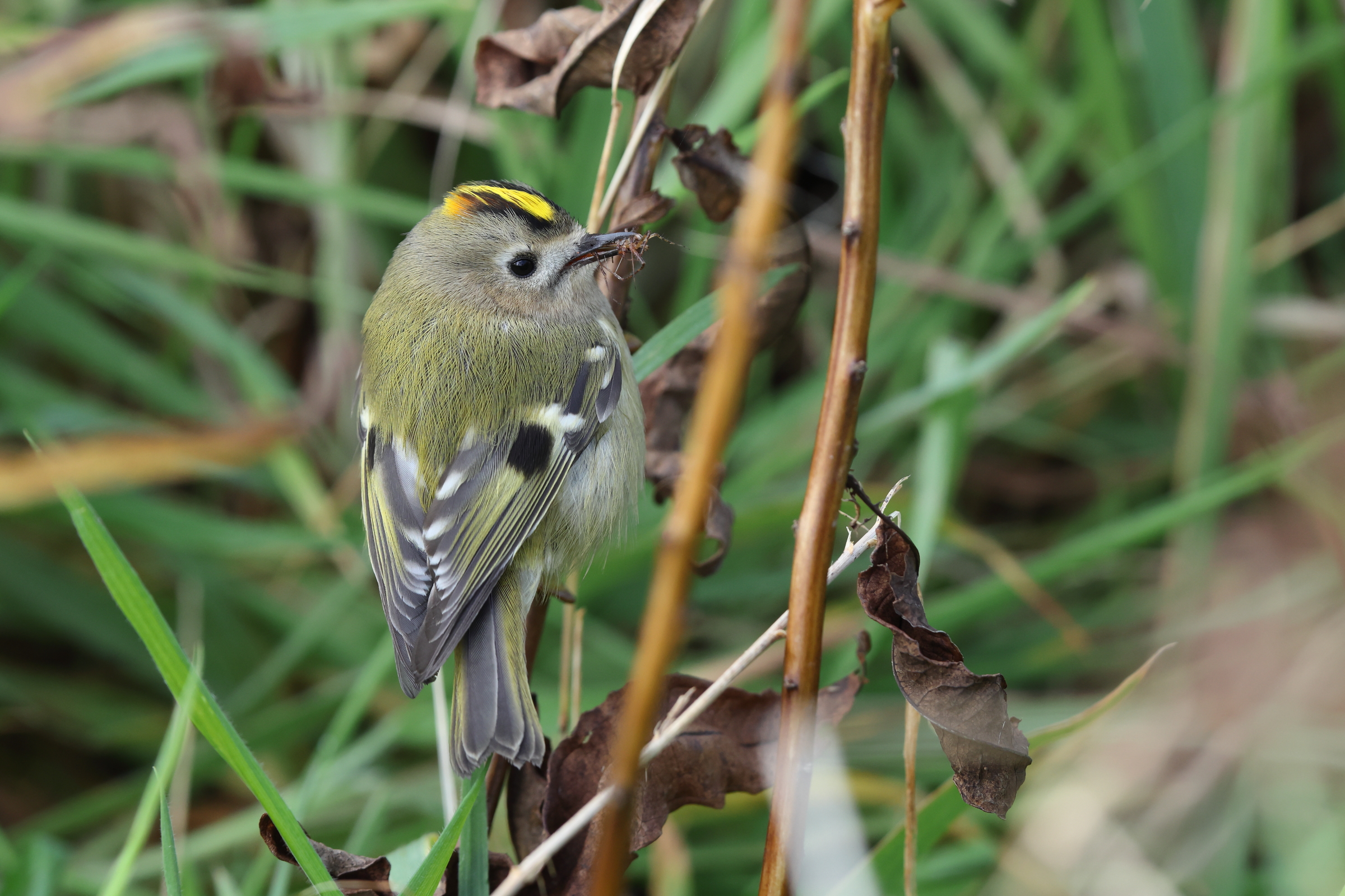 Goldcrest. Famborough Head, North Yorkshire, 28 October 2023 © Neil G. Morris.