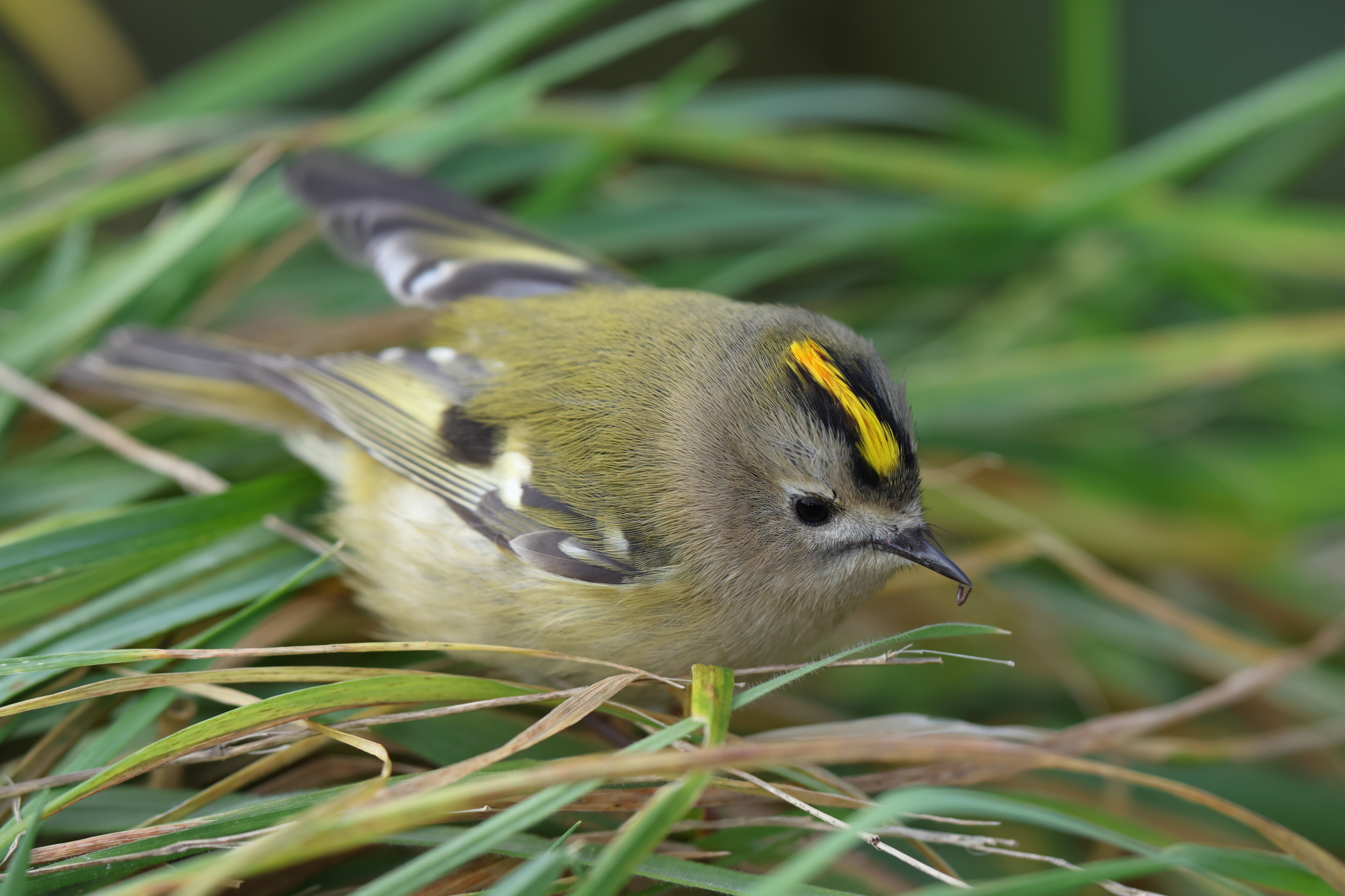 Goldcrest. Famborough Head, North Yorkshire, 28 October 2023 © Neil G. Morris.