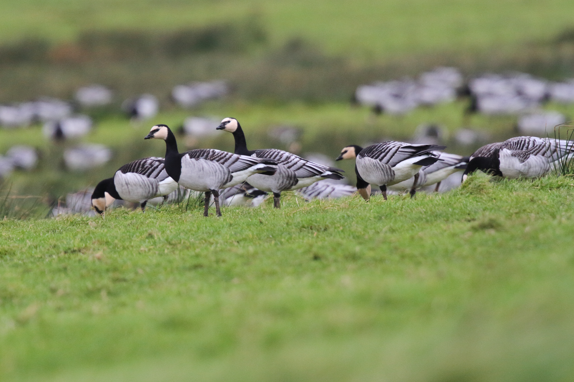 Barnacle Goose. Co. Sligo, Ireland, 24 January 2016 © Neil G. Morris.