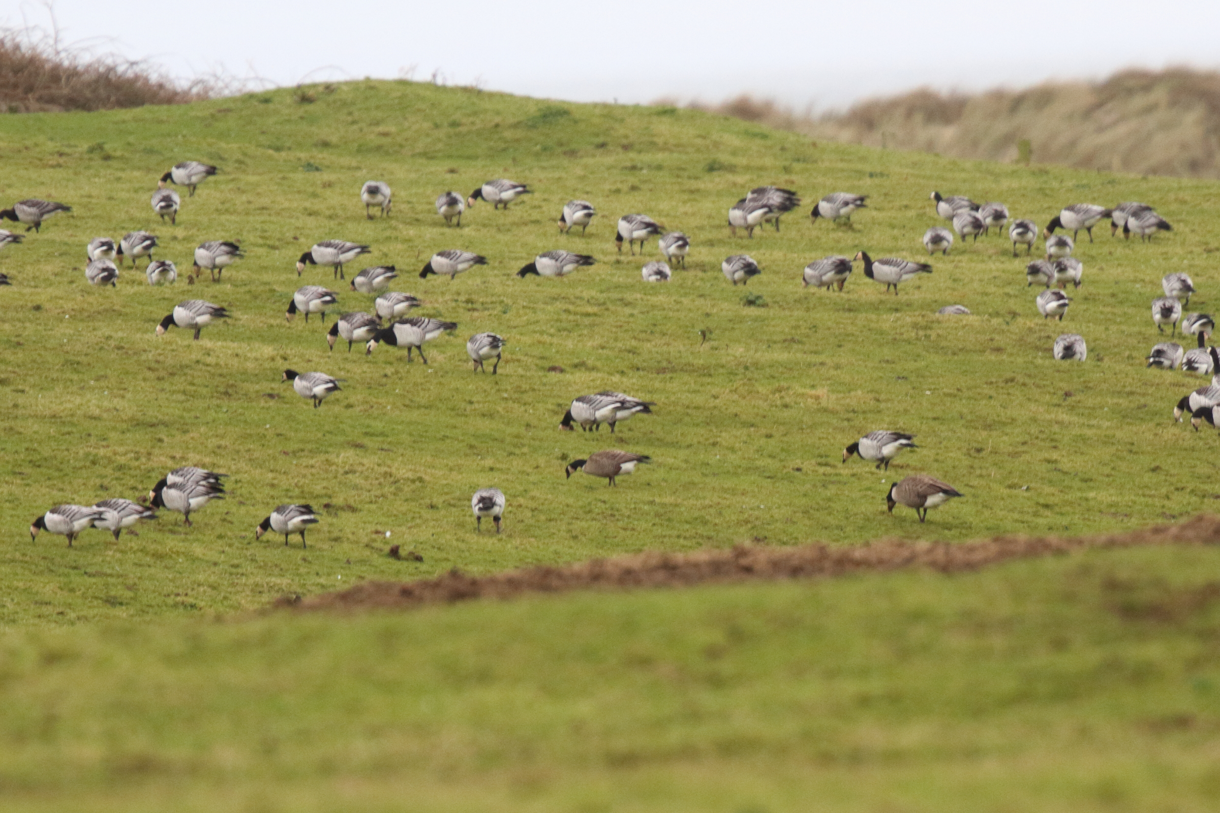 Richardson's Cackling Goose. Co. Sligo, Ireland, 24 January 2016 © Neil G. Morris.