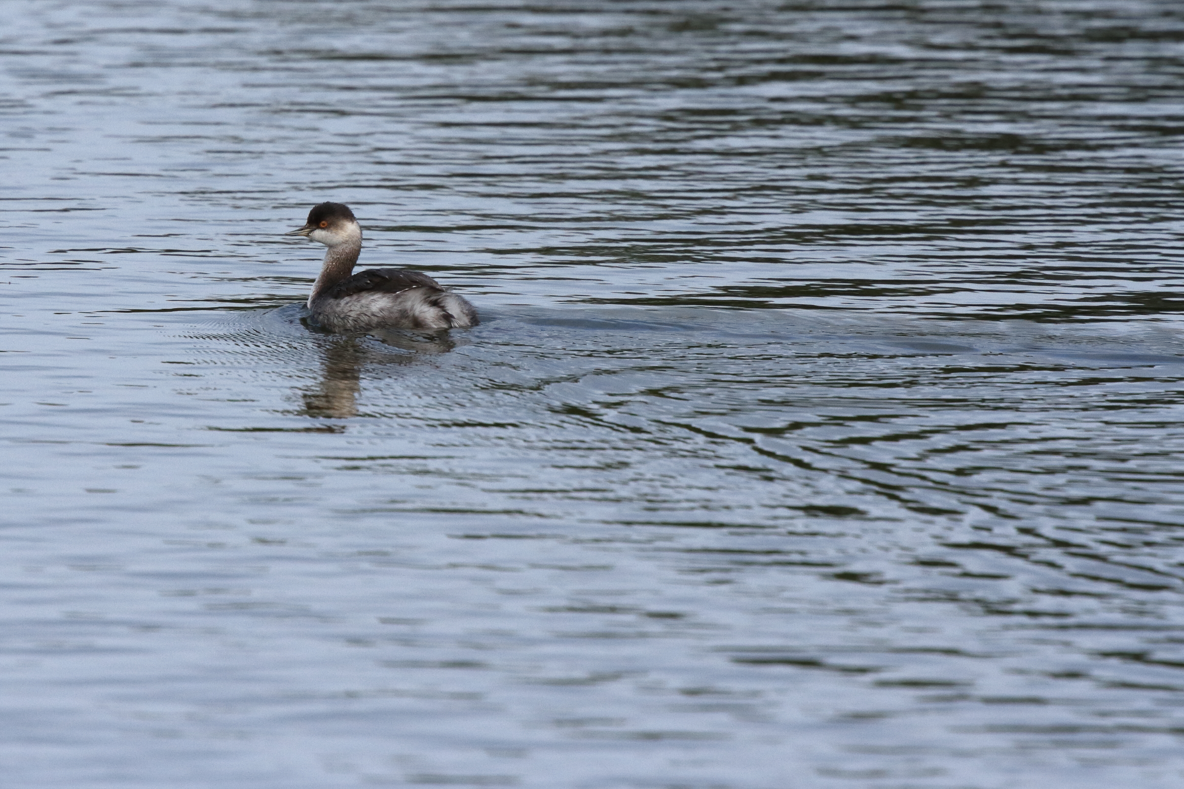 Black-necked Grebe. Drift Reservoir, Cornwall, 20 September 2013 © Neil G. Morris.