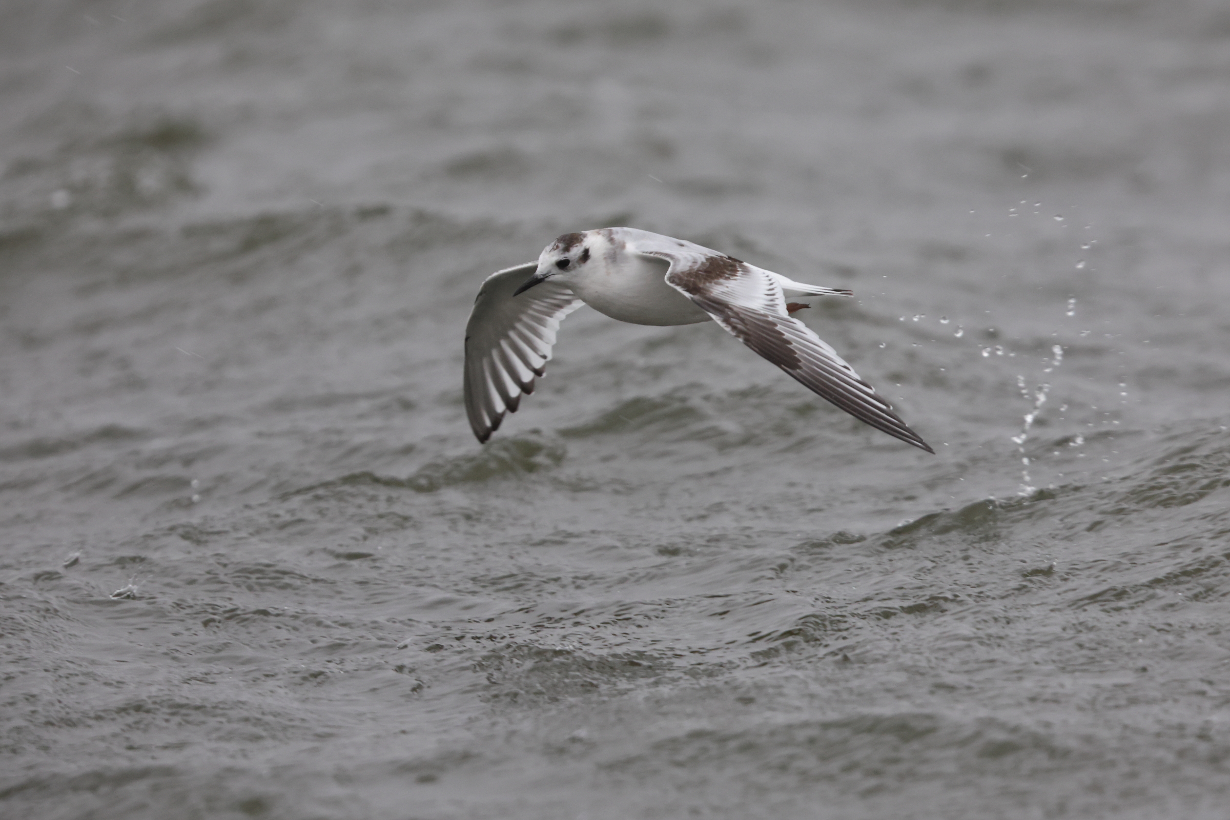 Little Gull. Hornsea Mere, North Yorkshire, 20 October 2023 © Neil G. Morris.