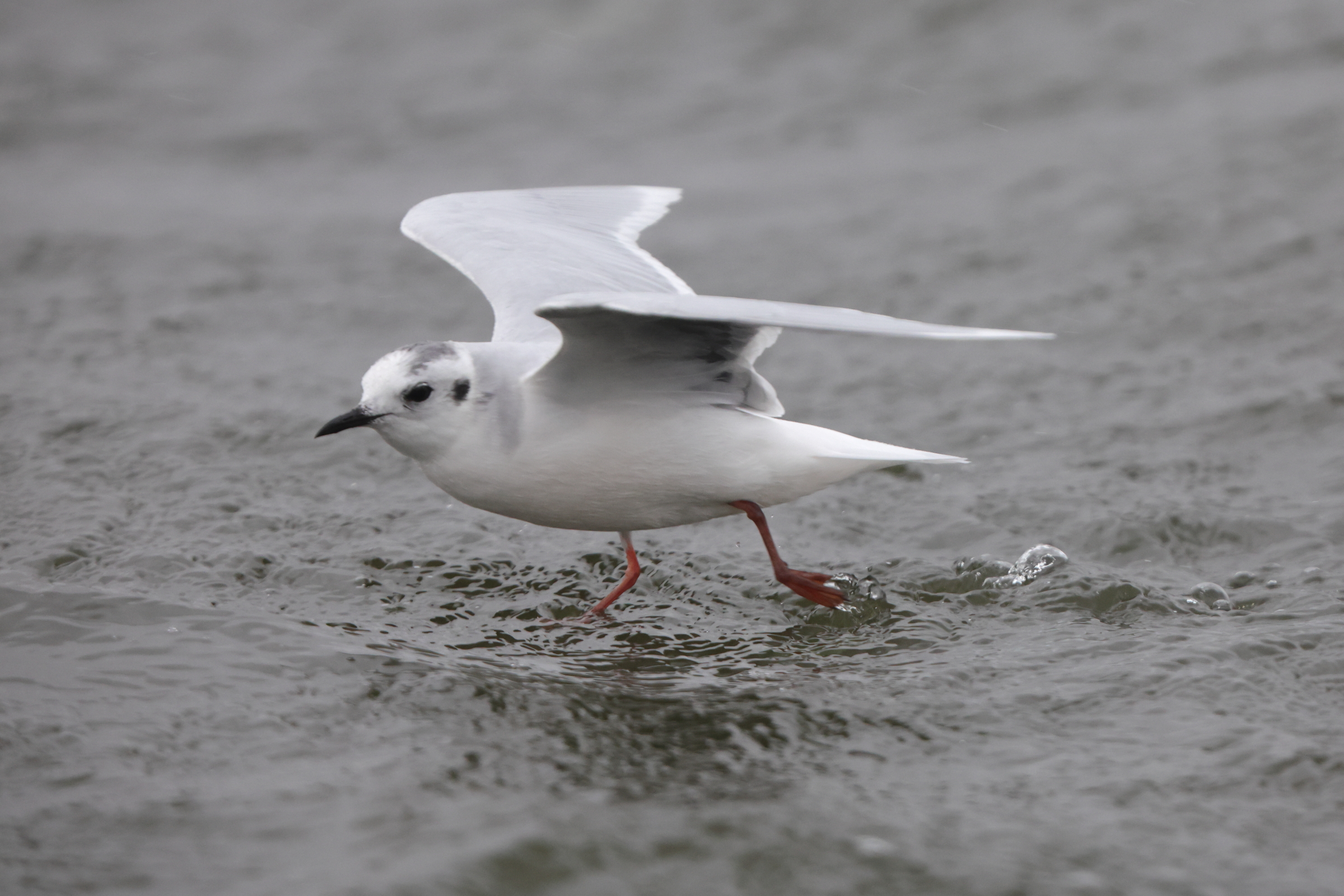 Little Gull. Hornsea Mere, North Yorkshire, 20 October 2023 © Neil G. Morris.