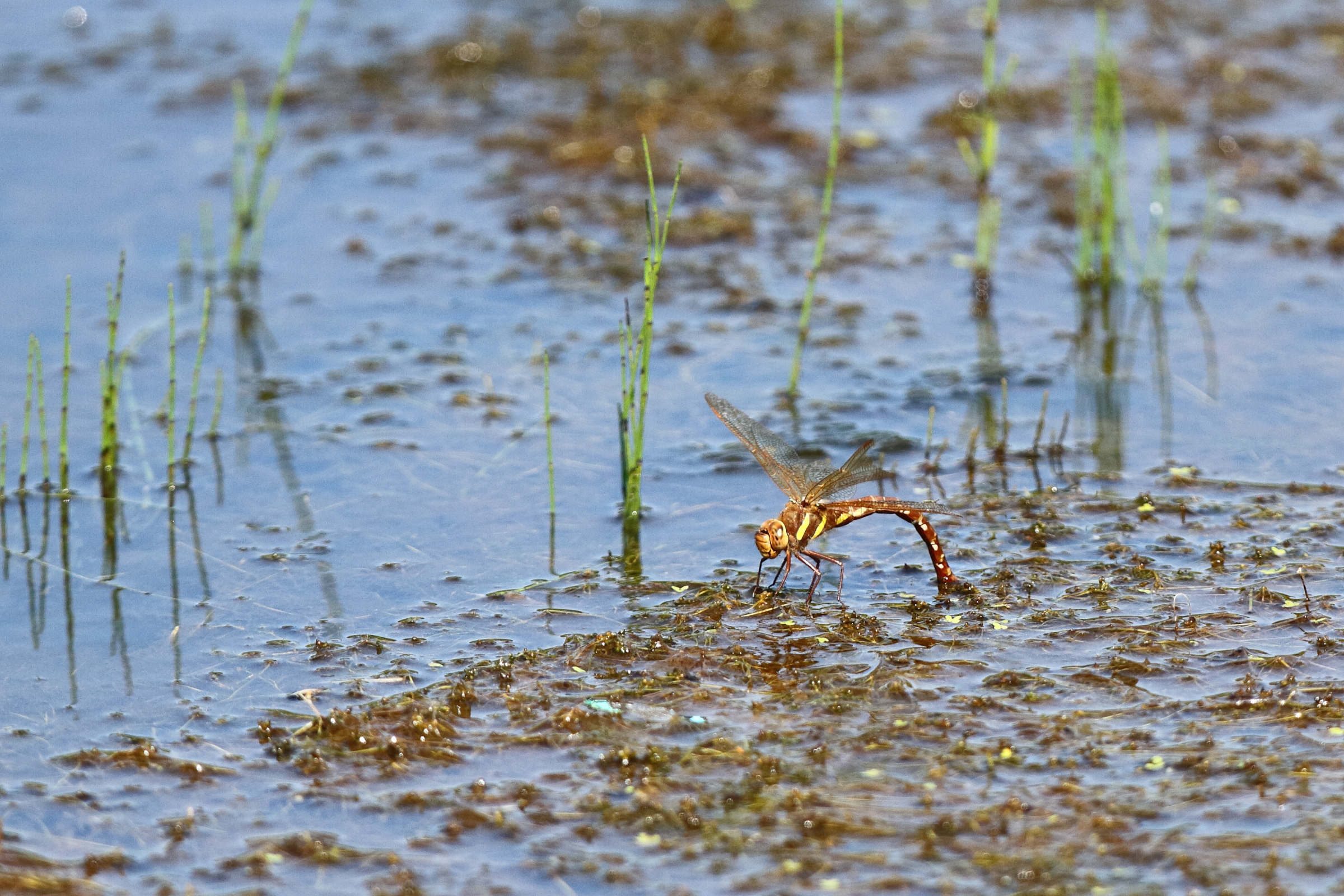 Brown Hawker. Manx BirdLife Point of Ayre National Reserve, Ellan Vannin, 12 August 2019 © Neil G. Morris.