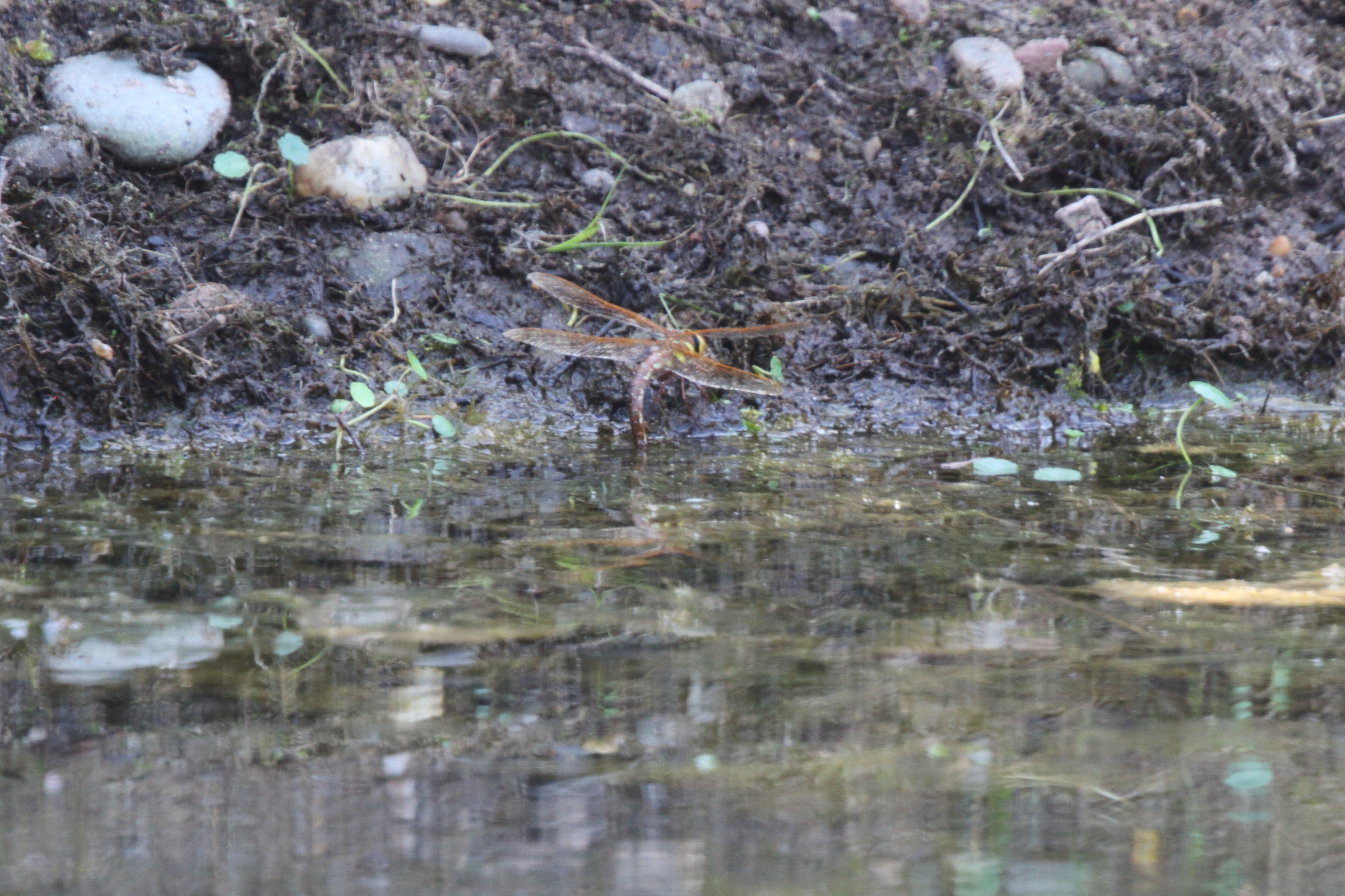 Brown Hawker. Manx BirdLife Point of Ayre National Reserve, Ellan Vannin, 23 July 2021 © Neil G. Morris.
