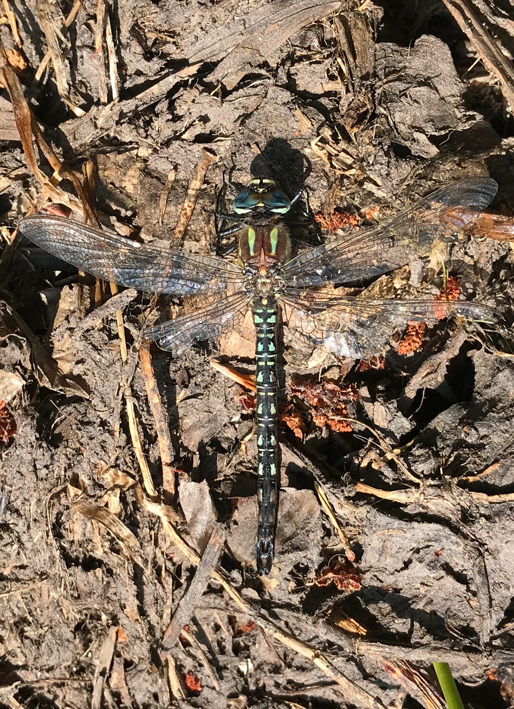 Hairy Hawker. Holt CP, Norfolk, 17 June 2025 © Neil G. Morris.