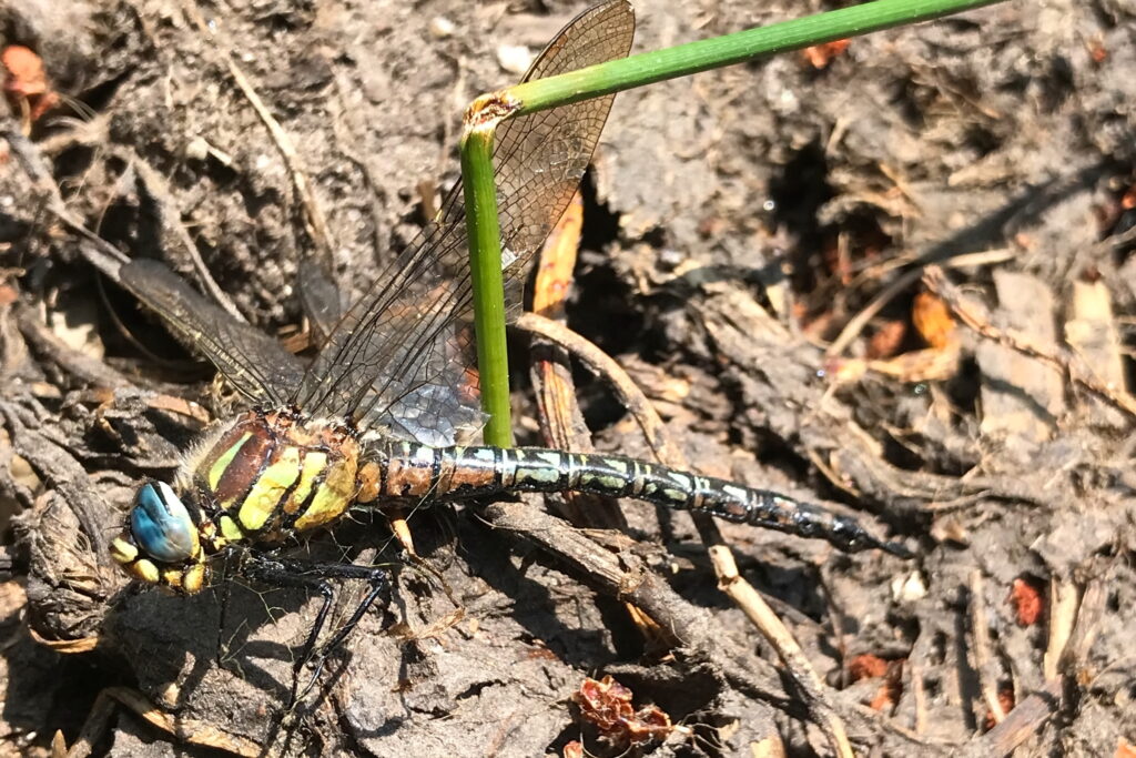 Hairy Hawker. Holt CP, Norfolk, 17 June 2025 © Neil G. Morris.
