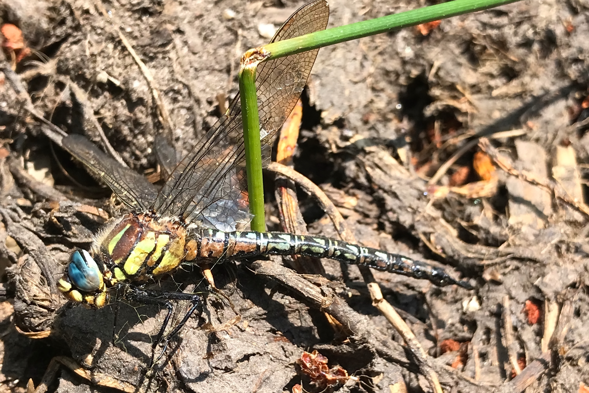 Hairy Hawker. Holt CP, Norfolk, 17 June 2025 © Neil G. Morris.