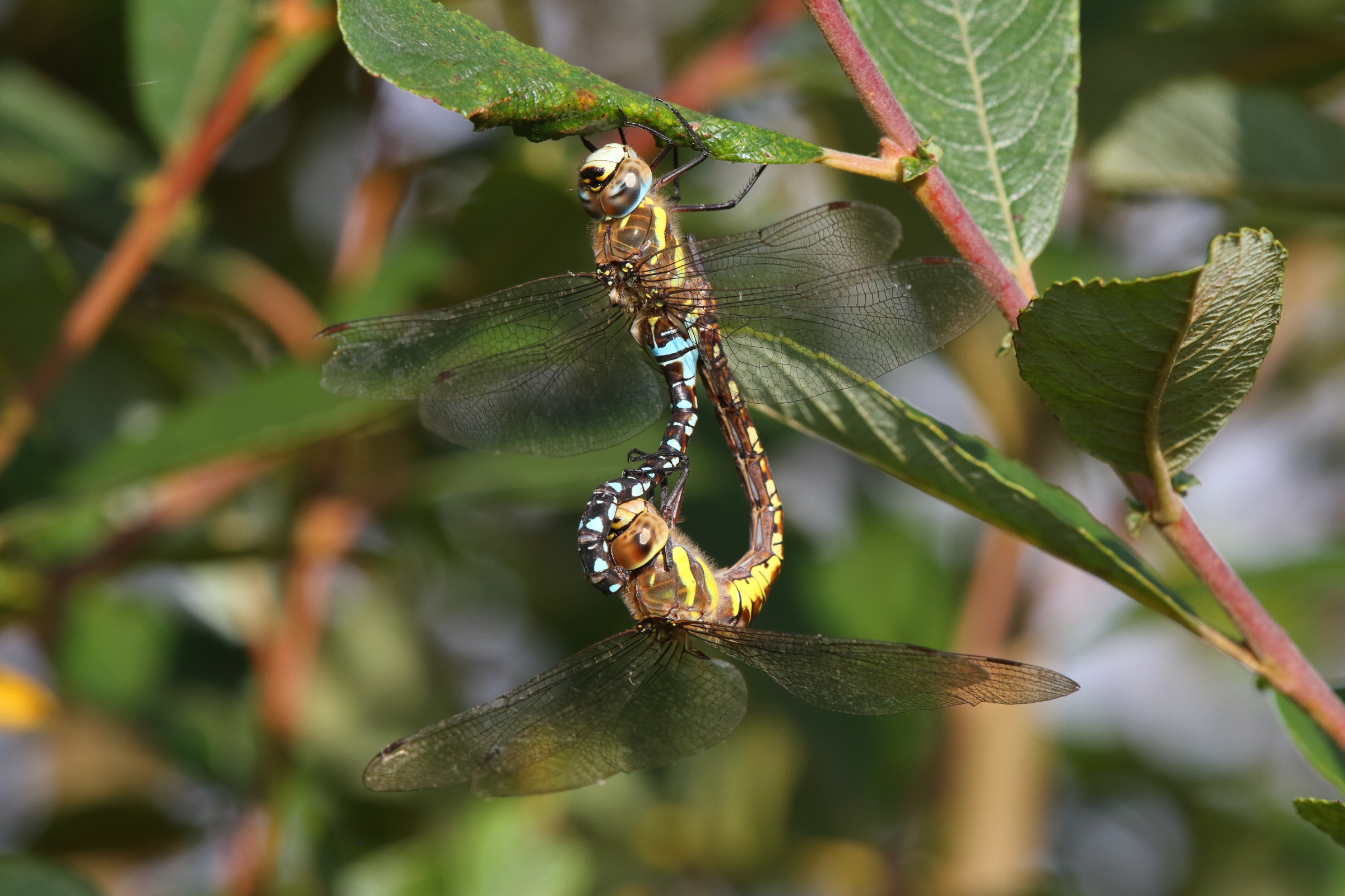 Migrant Hawker. Manx BirdLife Point of Ayre National Reserve, Ellan Vannin, 14 September 2021 © Neil G. Morris.