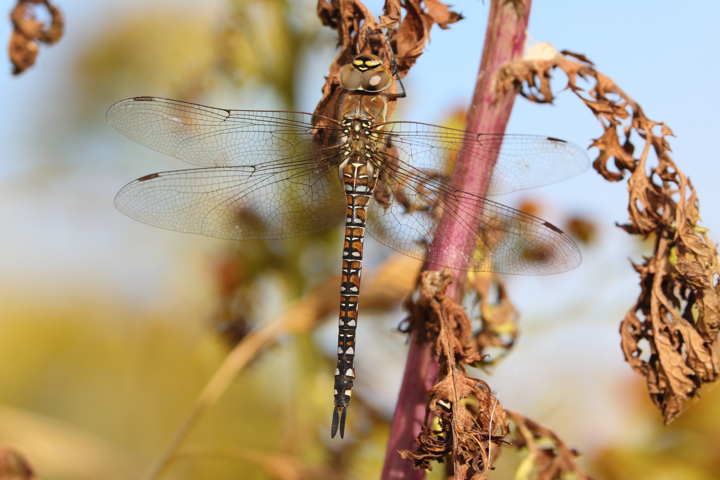Migrant Hawker. Manx BirdLife Point of Ayre National Reserve, Ellan Vannin, 14 August 2024 © Neil G. Morris.