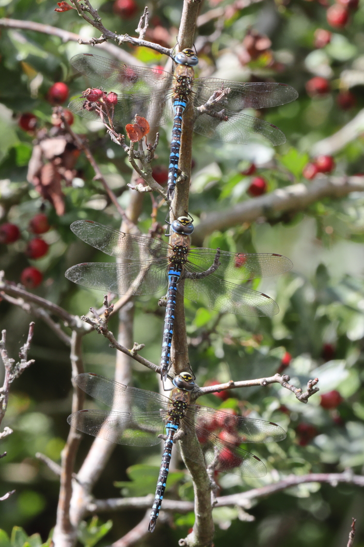 Migrant Hawker. Buckenham, Norfolk, 01 September 2025 © Neil G. Morris.