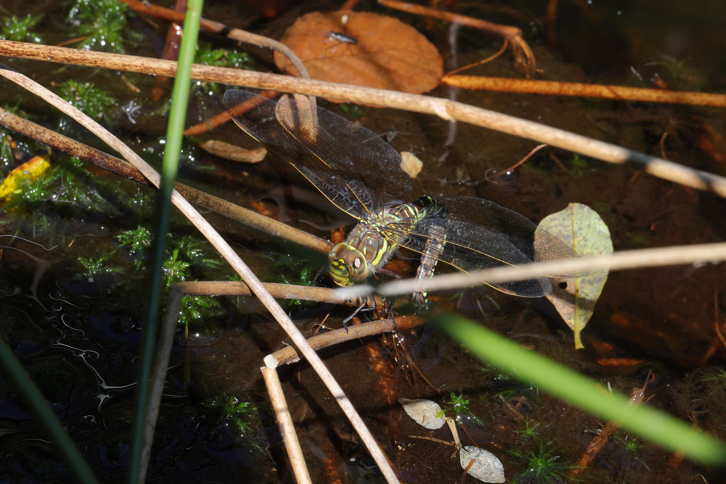 Moorland Hawker. Archallagan Plantation, Ellan Vannin, 31 July 2022 © Neil G. Morris.