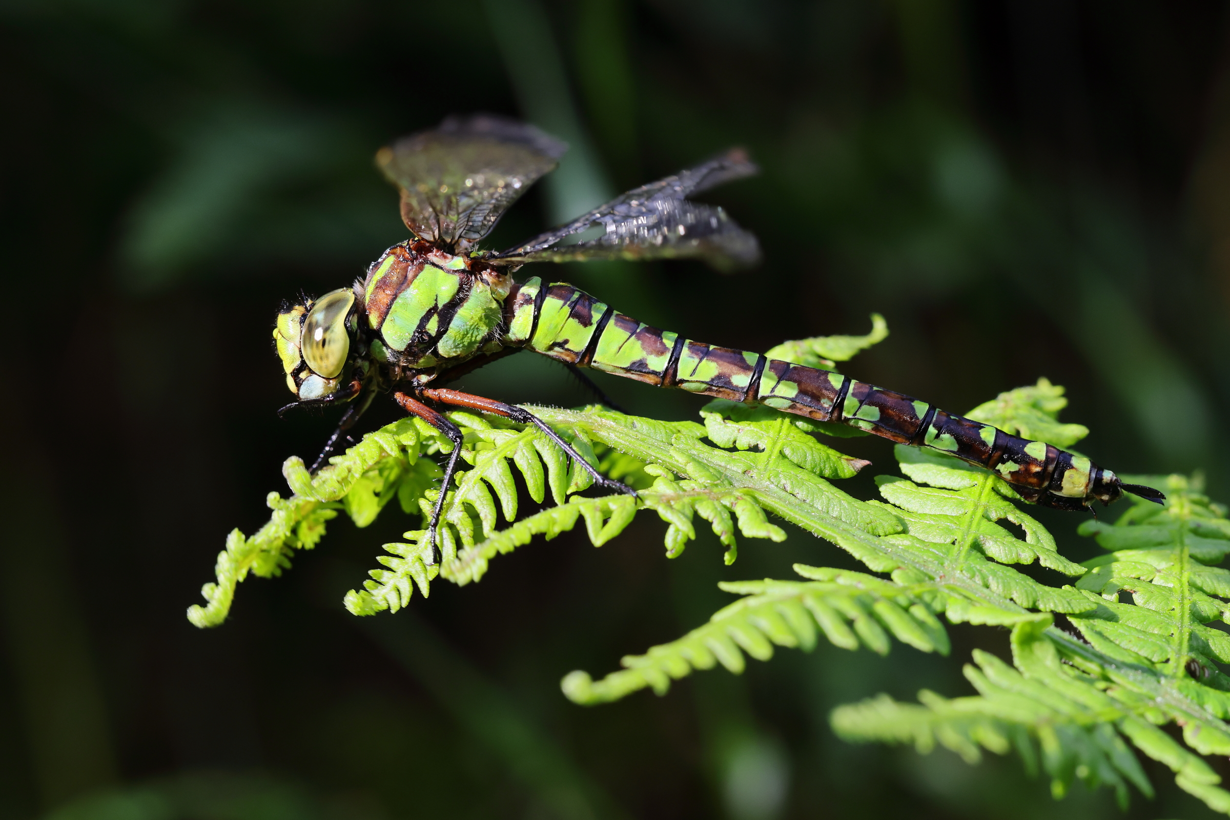 Blue Hawker. Hempstead, Norfolk, 01 September 2025 © Neil G. Morris.