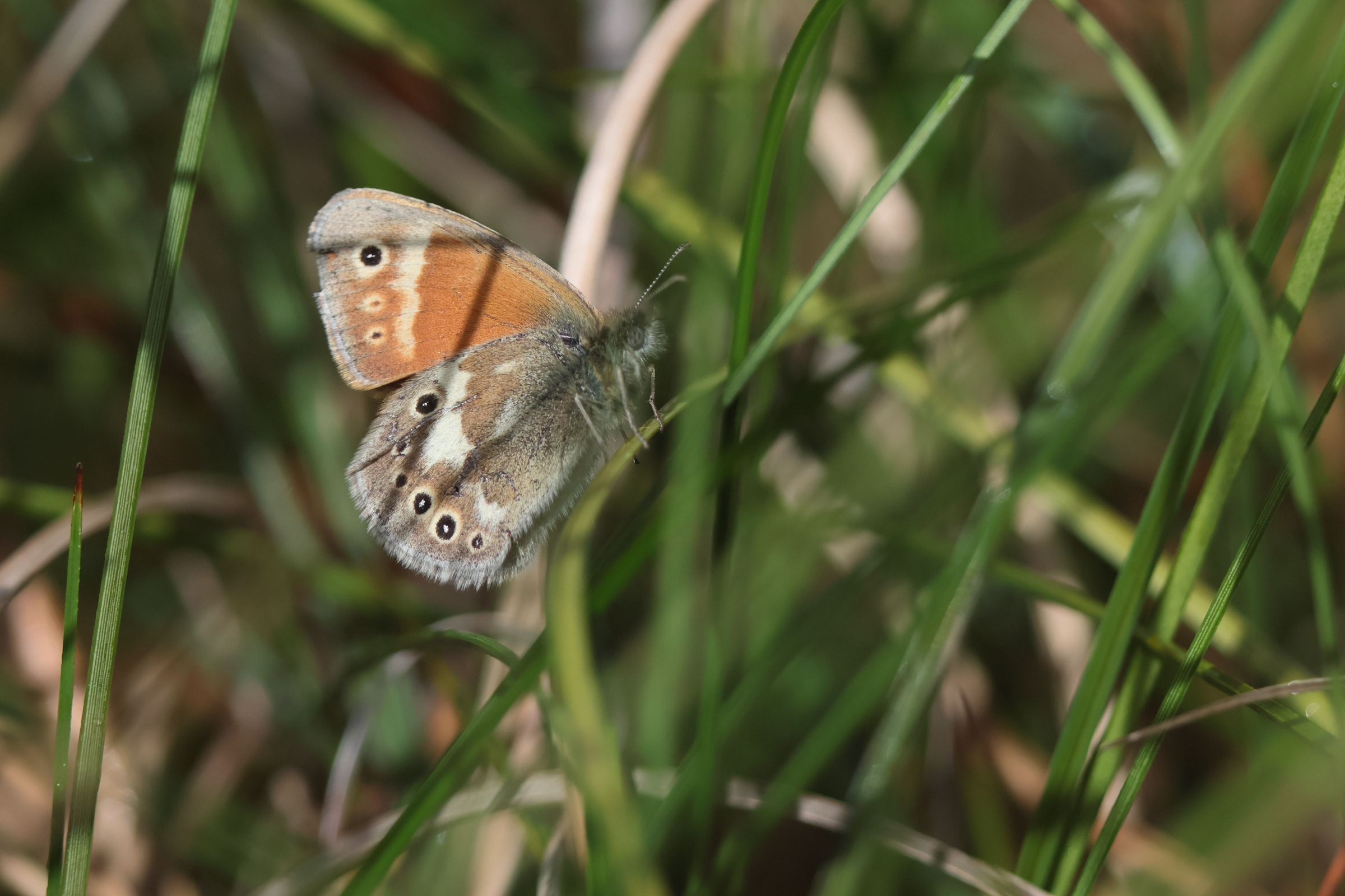 Large Heath. Whixall Moss, Shropshire, 10 June 2026 © Neil G. Morris.