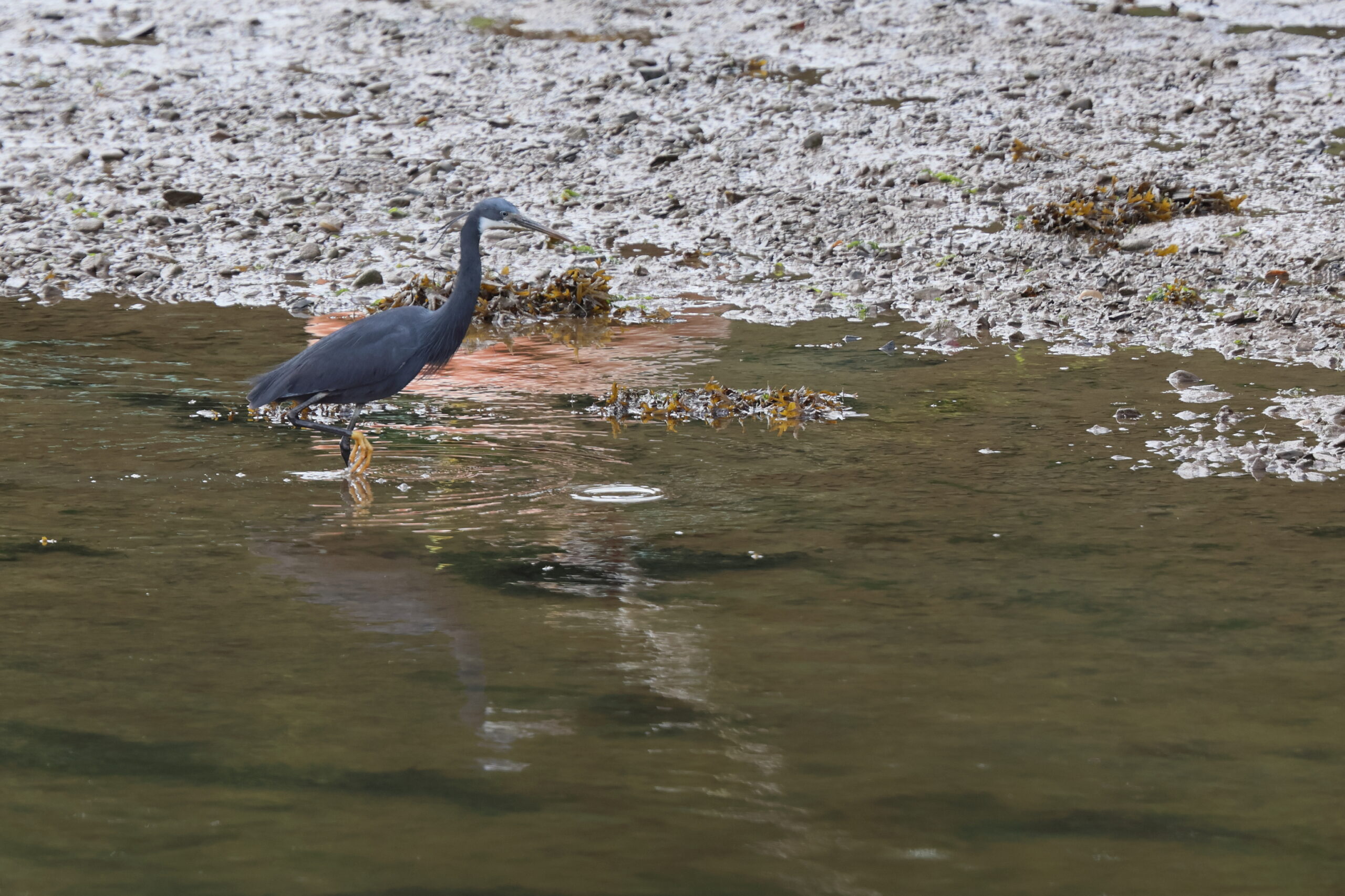 Western Reef Heron. Caernarfon, Gwynedd, 10 June 2026 © Neil G. Morris.