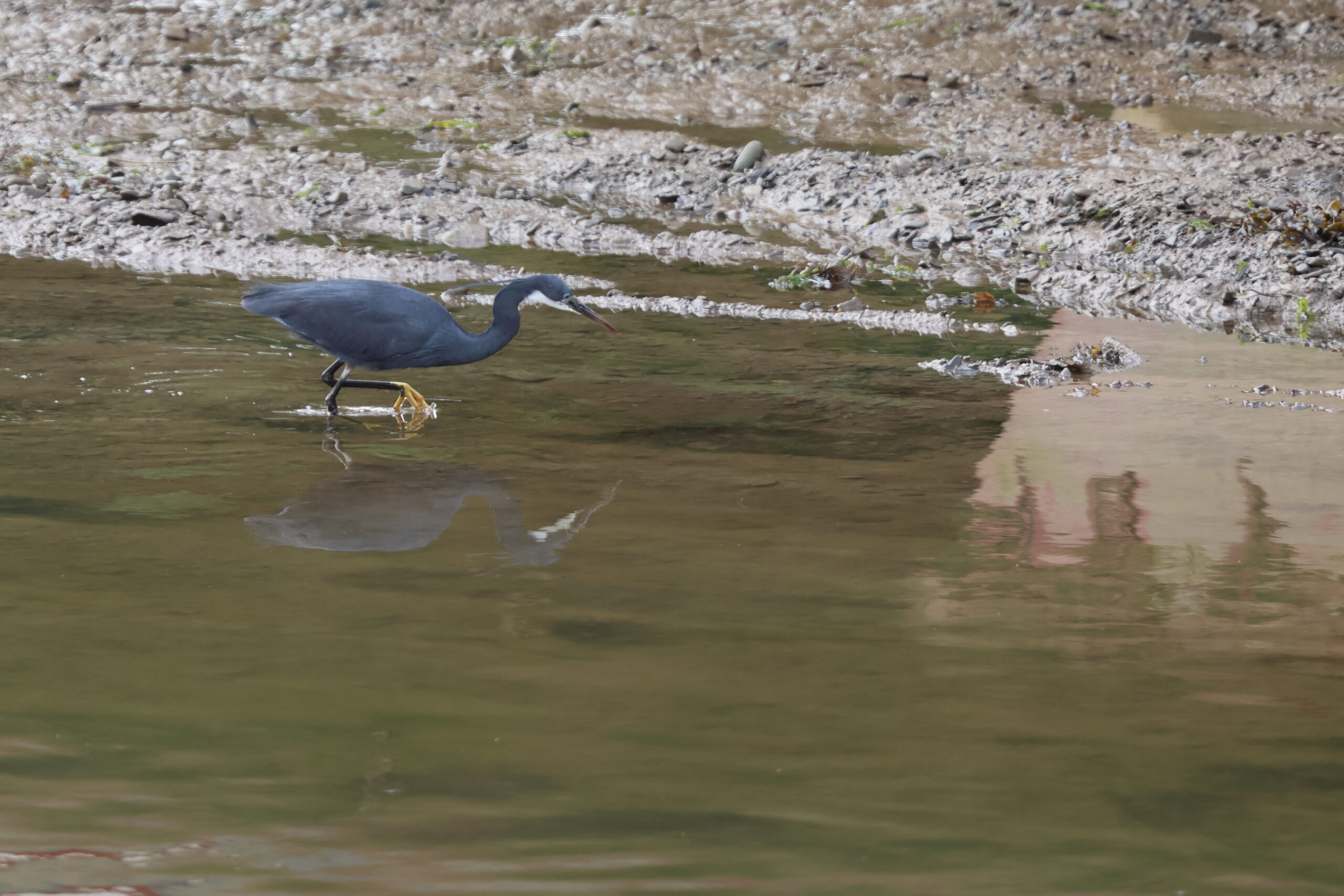 Western Reef Heron. Caernarfon, Gwynedd, 10 June 2026 © Neil G. Morris.