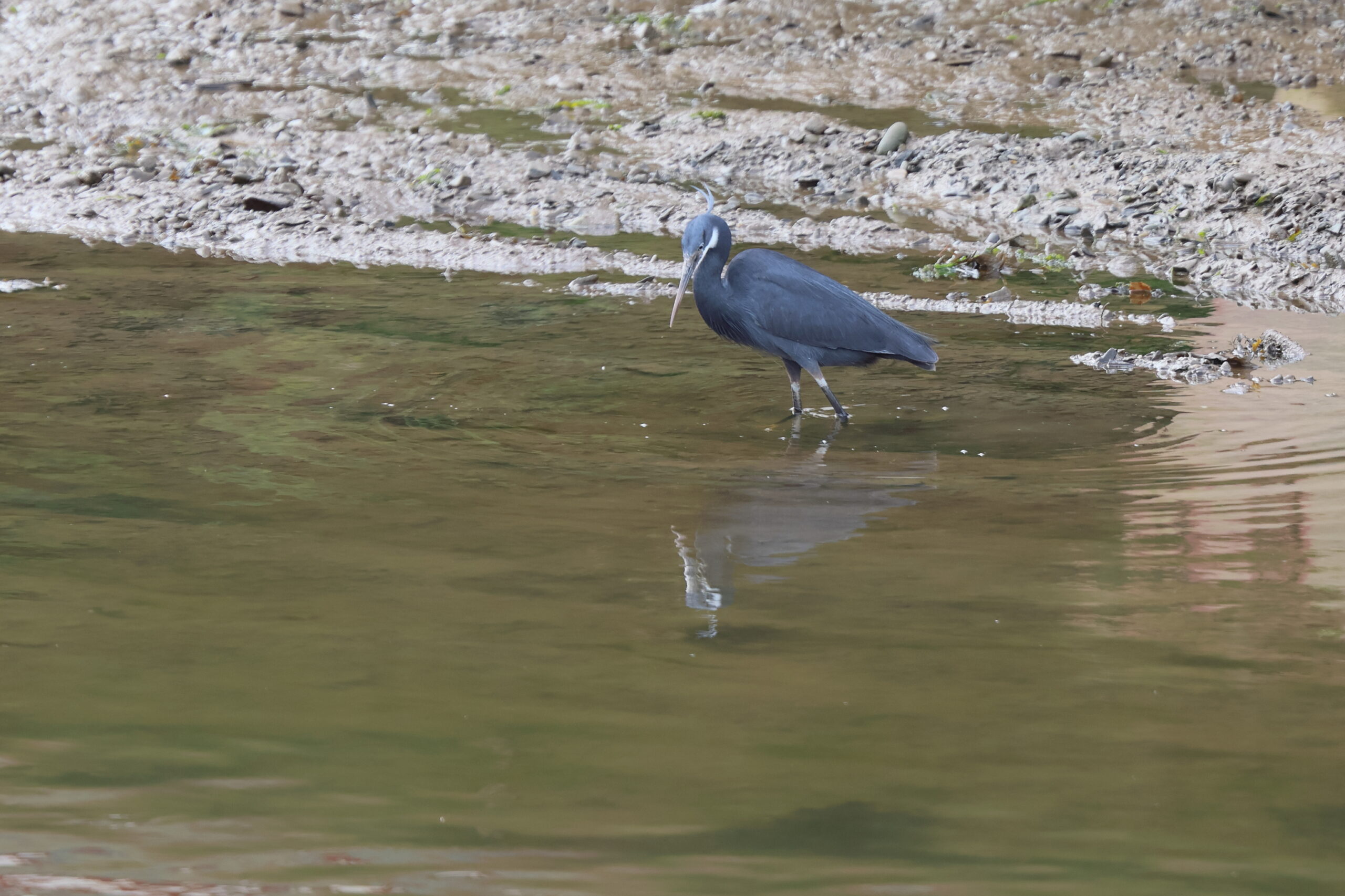 Western Reef Heron. Caernarfon, Gwynedd, 10 June 2026 © Neil G. Morris.