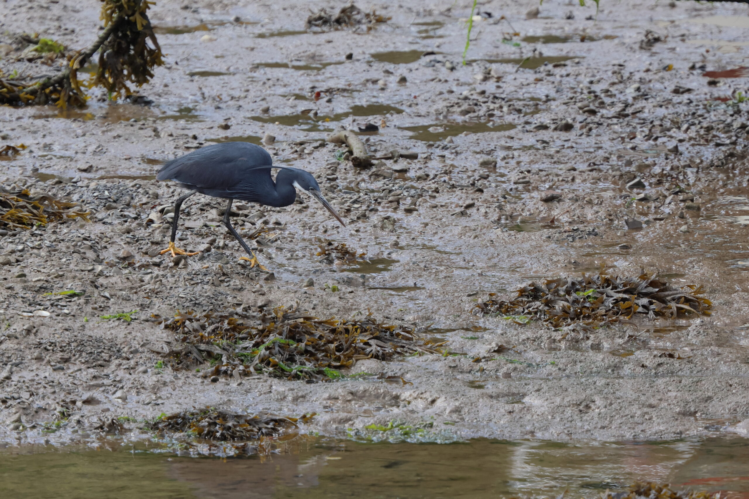 Western Reef Heron. Caernarfon, Gwynedd, 10 June 2026 © Neil G. Morris.
