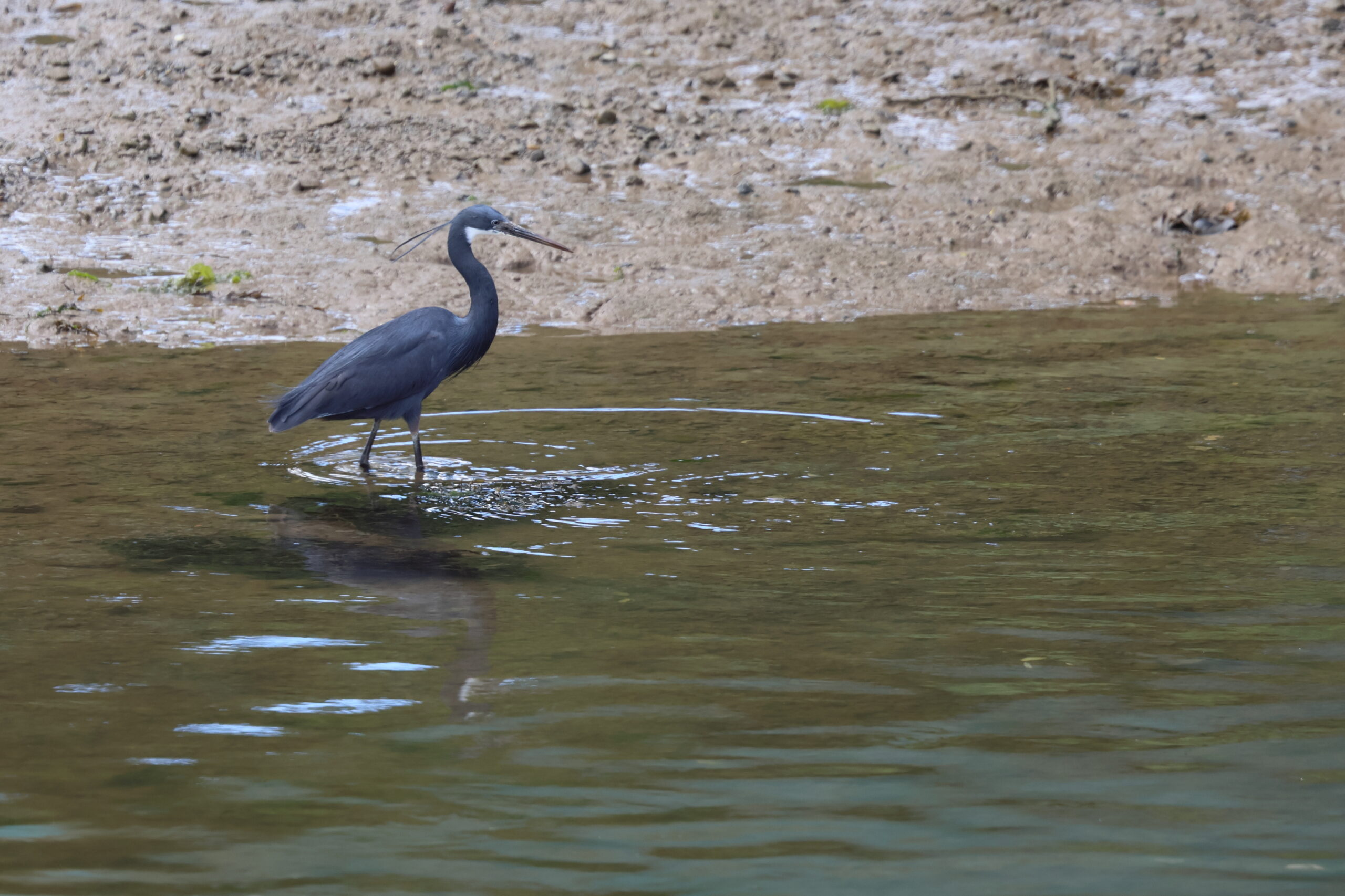 Western Reef Heron. Caernarfon, Gwynedd, 10 June 2026 © Neil G. Morris.