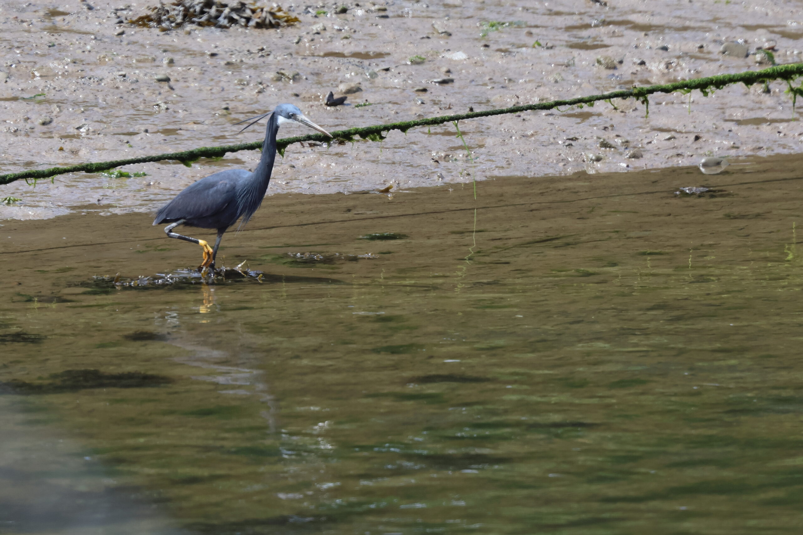 Western Reef Heron. Caernarfon, Gwynedd, 10 June 2026 © Neil G. Morris.