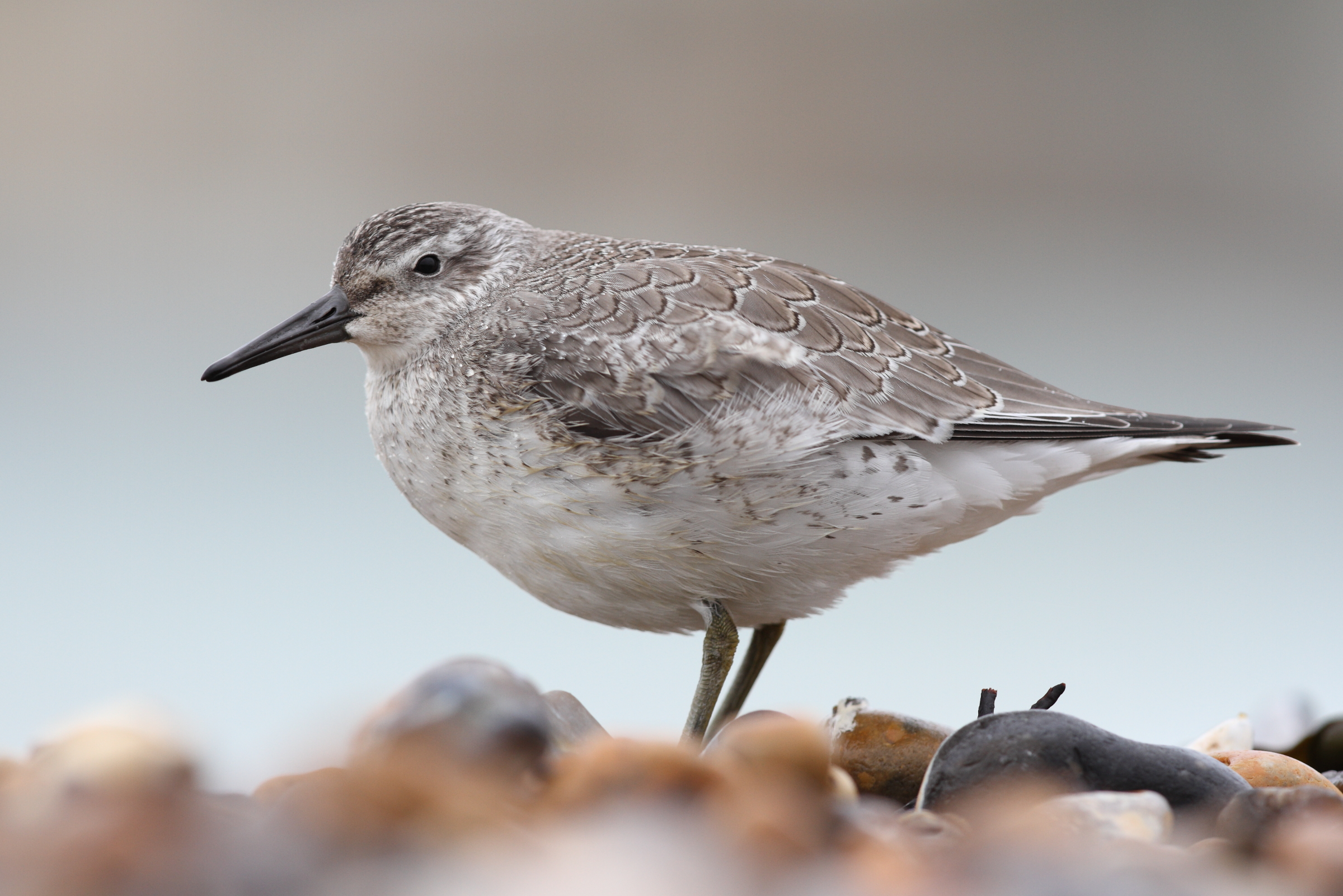 Red Knot. Cuckmere Haven, East Sussex, 06 September 2013 © Neil G. Morris.