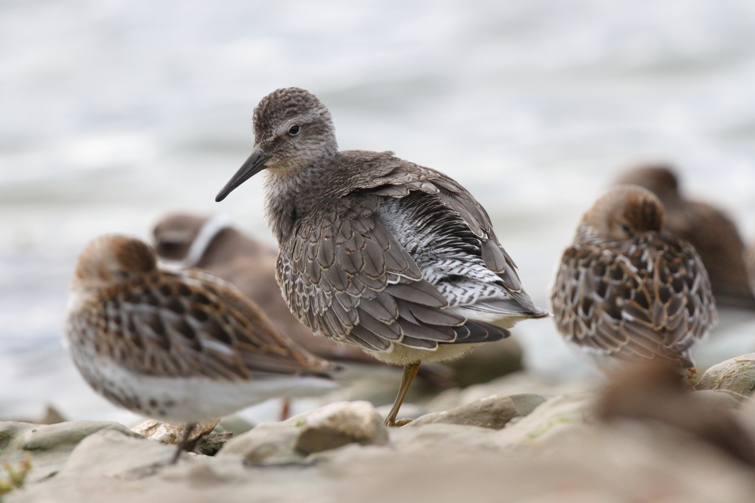 Red Knot. Cuckmere Haven, East Sussex, 09 September 2013 © Neil G. Morris.