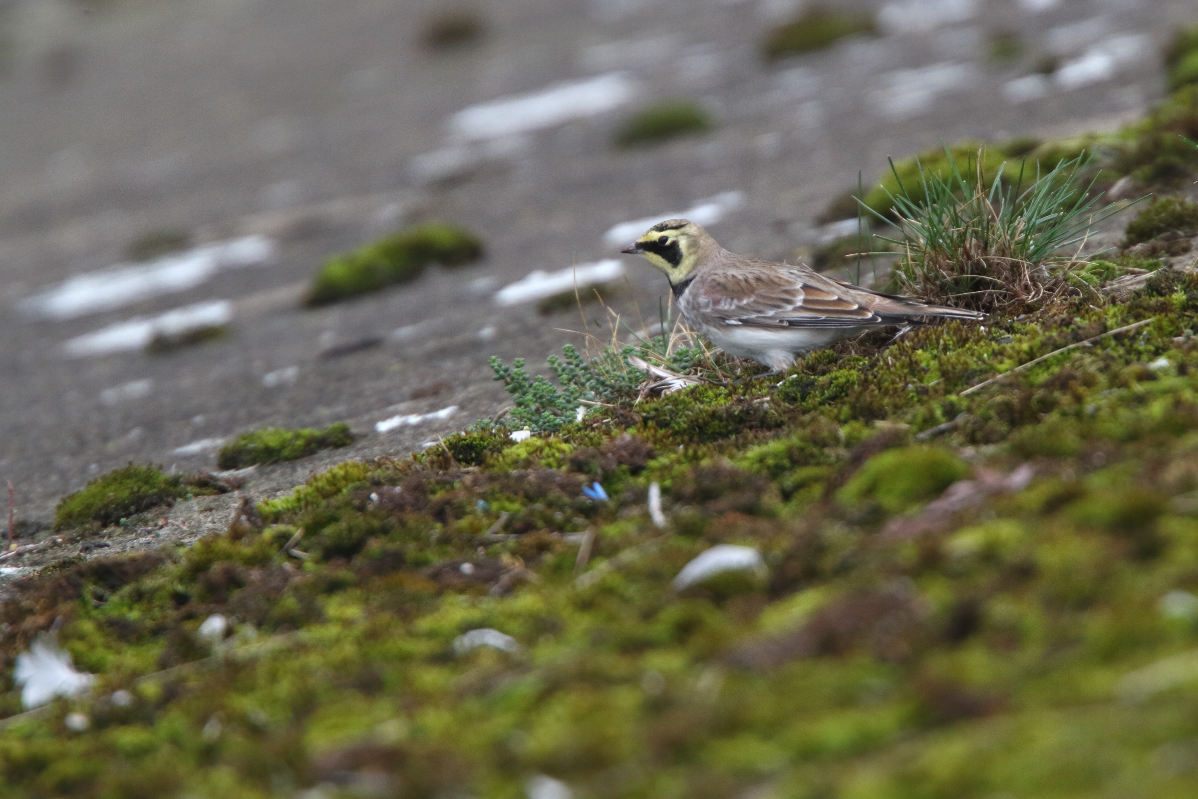 Horned Lark. Walton-on-Thames, Surrey, 30 October 20211 © Neil G. Morris.