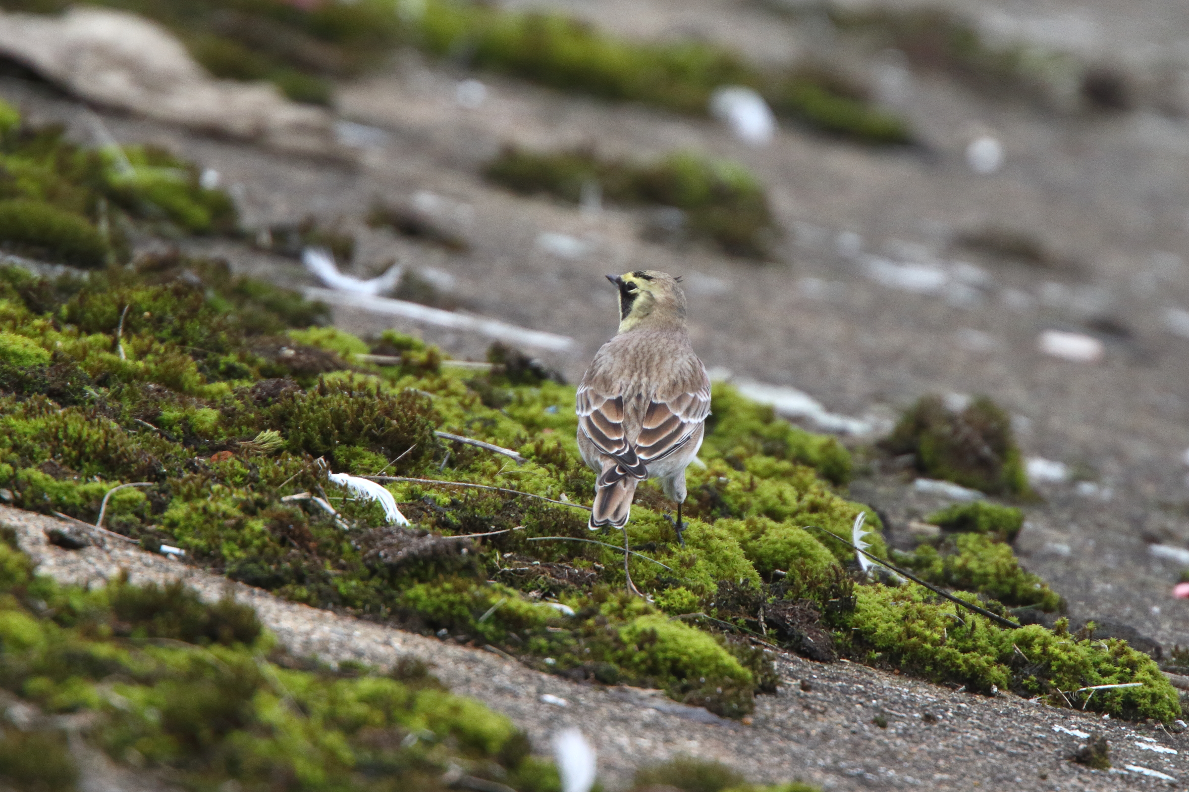 Horned Lark. Walton-on-Thames, Surrey, 30 October 2011 © Neil G. Morris.