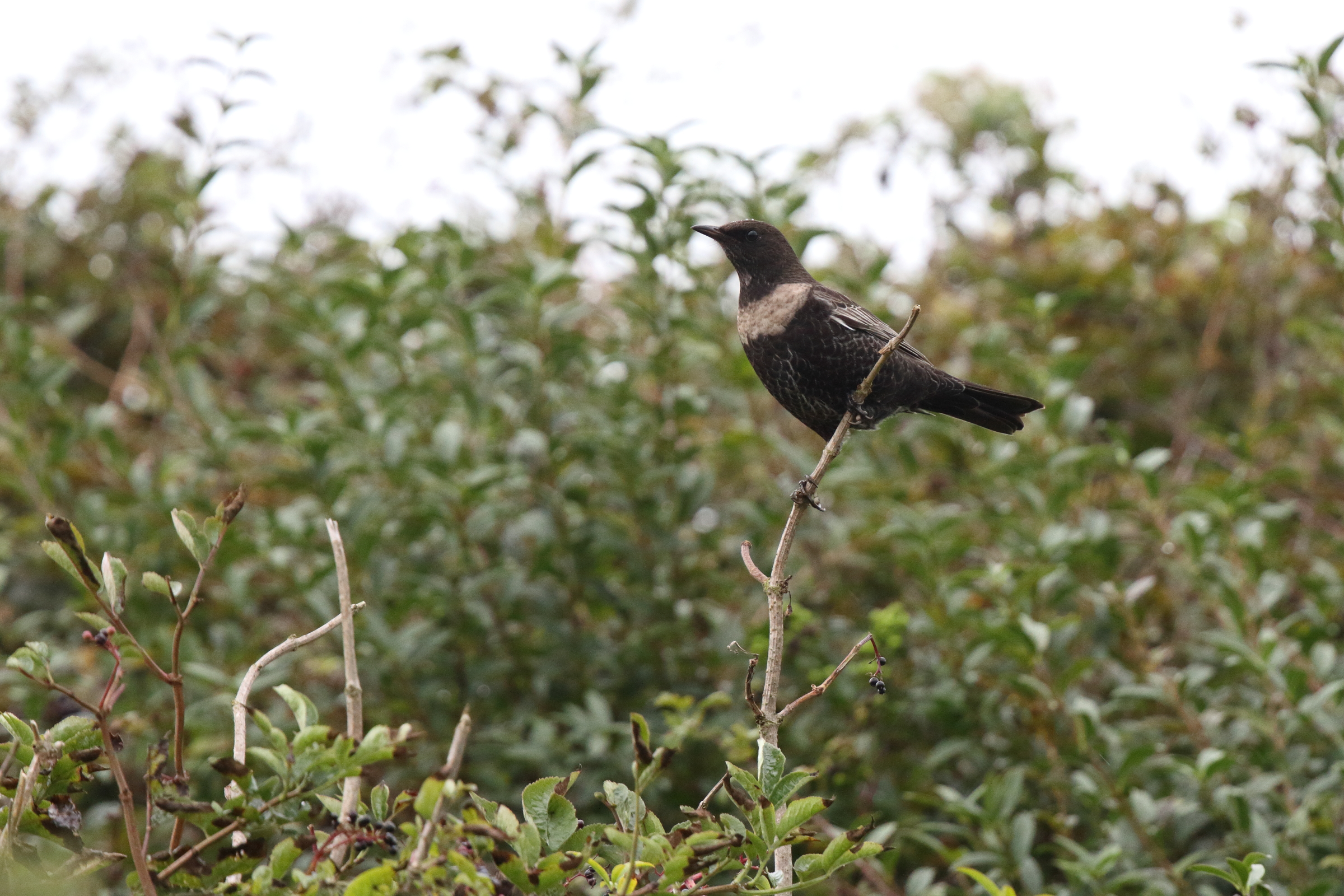 Ring Ouzel. Beachy Head, East Sussex, 03 October 2013 © Neil G. Morris.