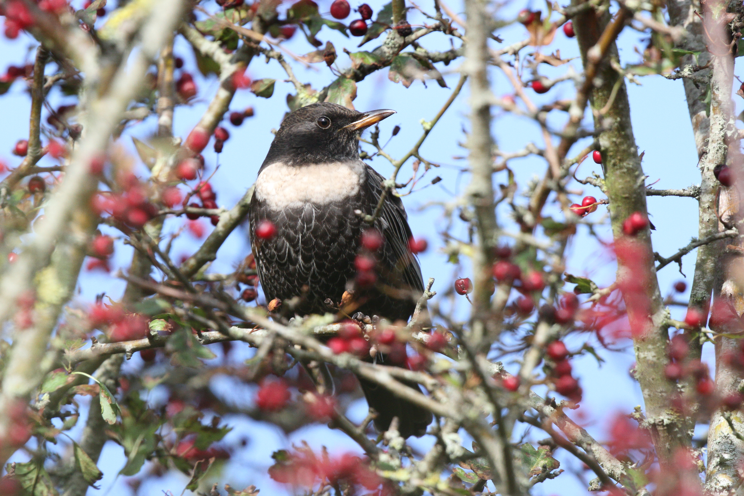Ring Ouzel. Beachy Head, East Sussex, 21 October 2014 © Neil G. Morris.
