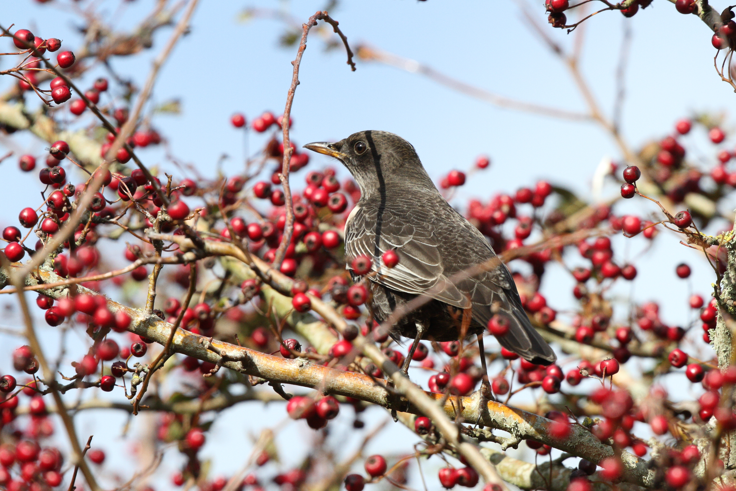 Ring Ouzel. Crowlink, East Sussex, 21 October 2014 © Neil G. Morris.